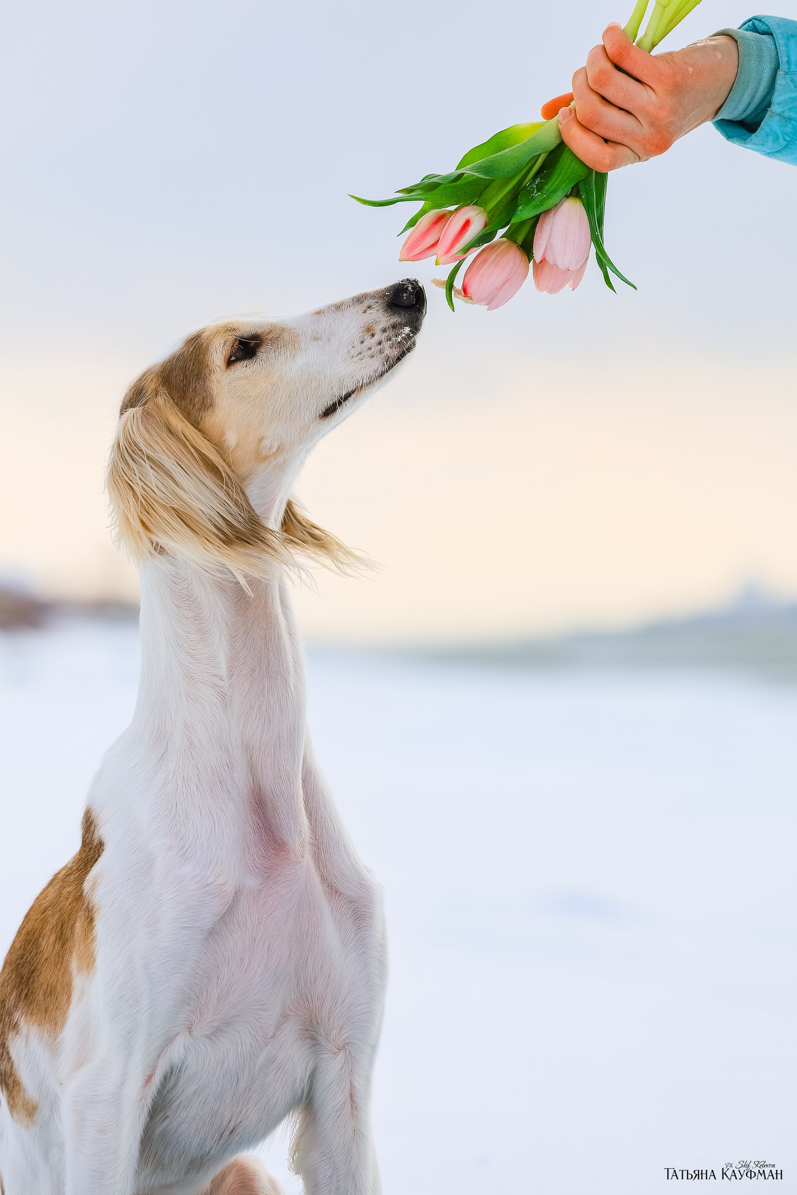 Салюки Флай и Лира. Фотограф Анималист из Новосибирска Татьяна Кауфман