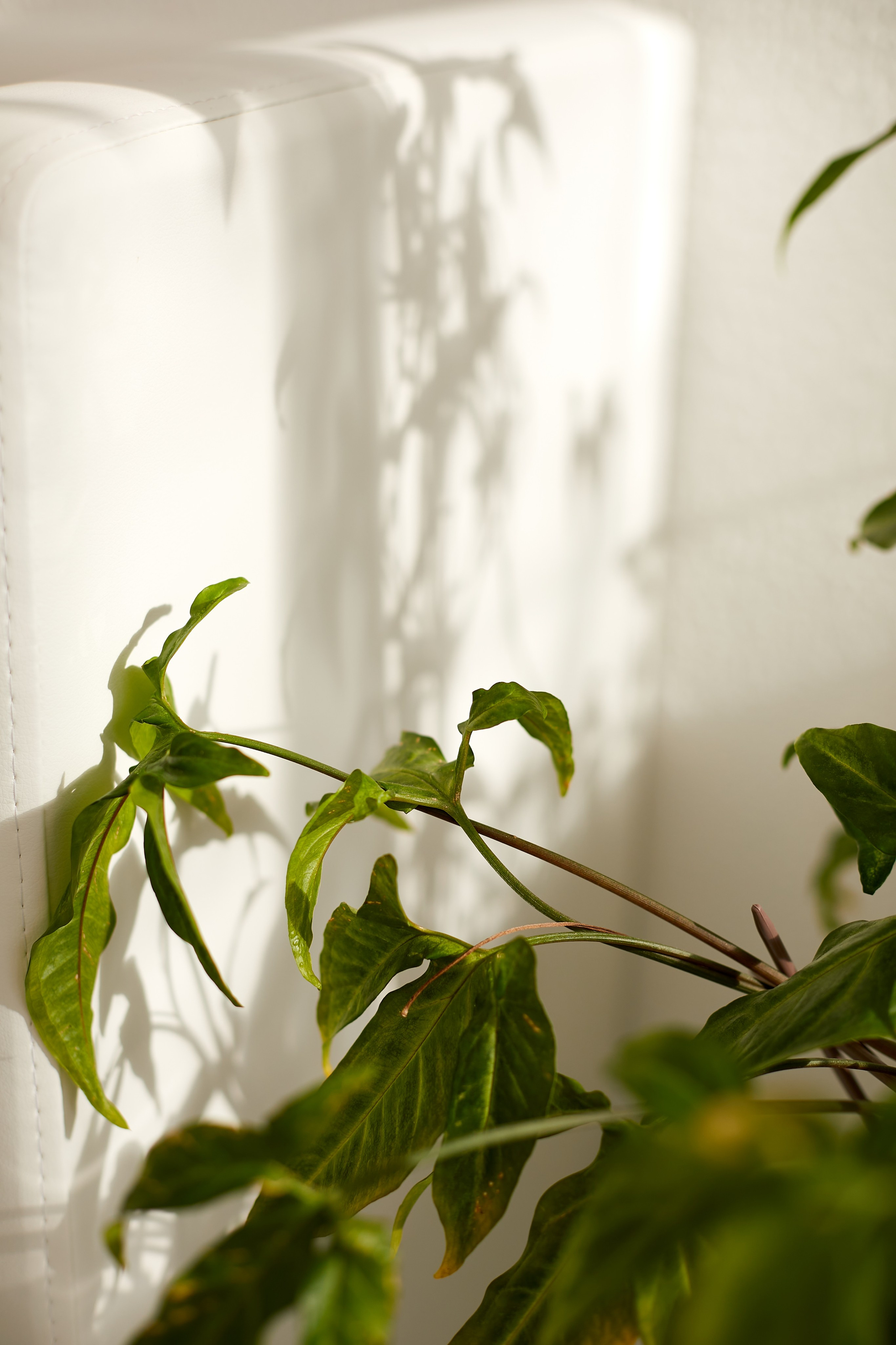 «Капля кофе». Свадебный и креативный фотограф в ЮФО