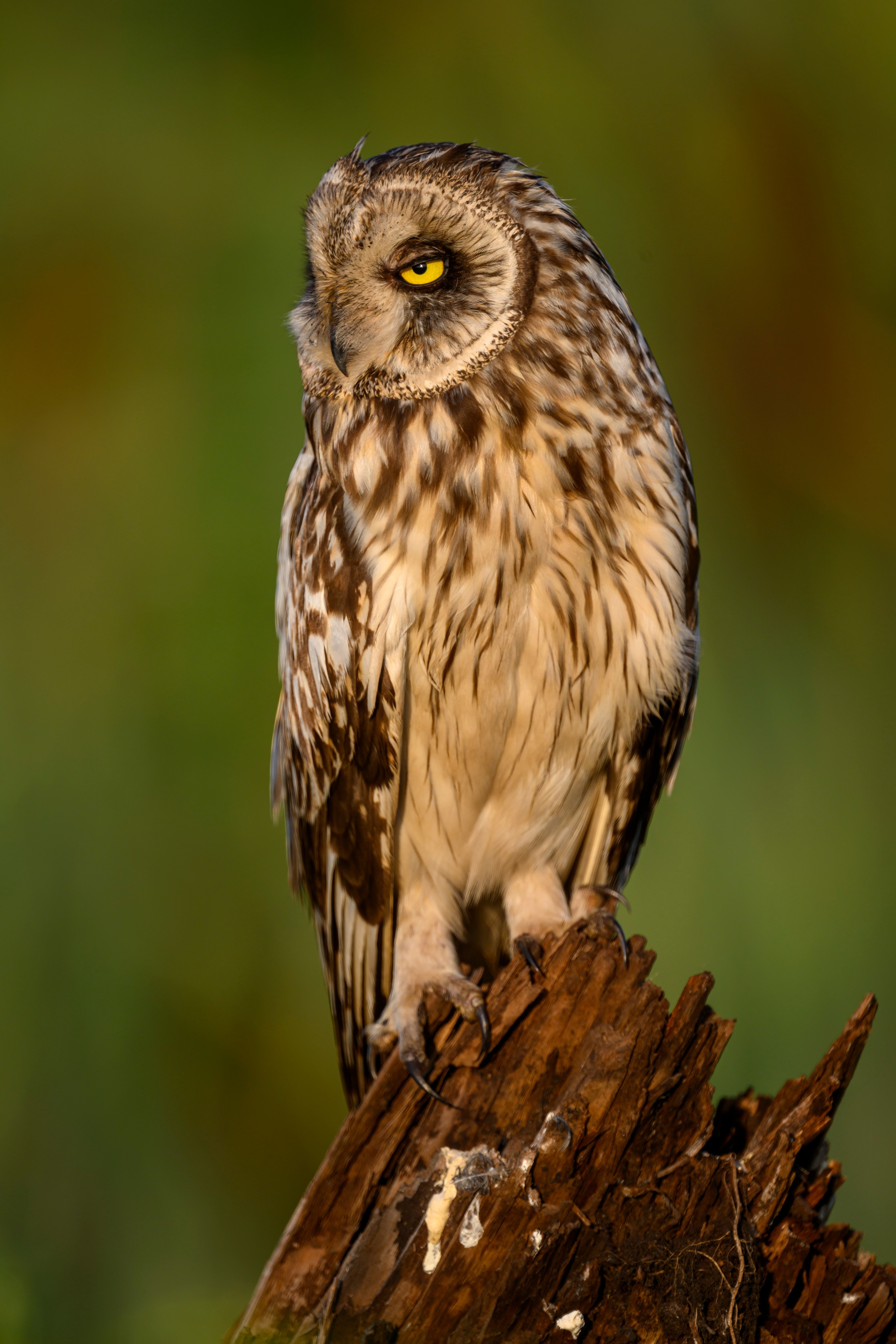 Сова на рассвете. Owl at dawn. Wildlife photography by Sergey Puponin