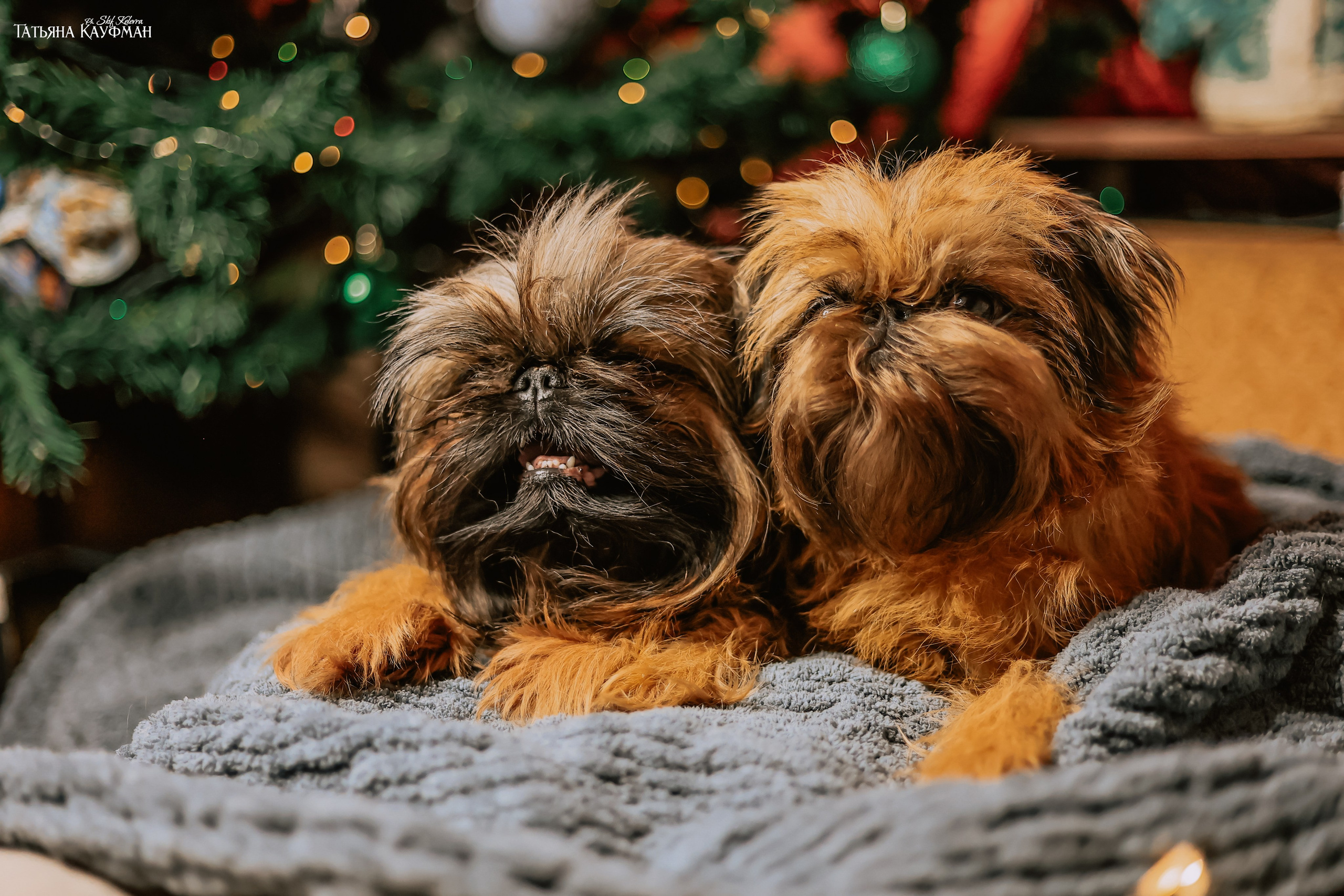 Брюссельский гриффон, фотография гриффон, красивая собака, фотограф анималист, фотокурс Анималистика, научиться фотографировать собак, фотограф Новосибирск