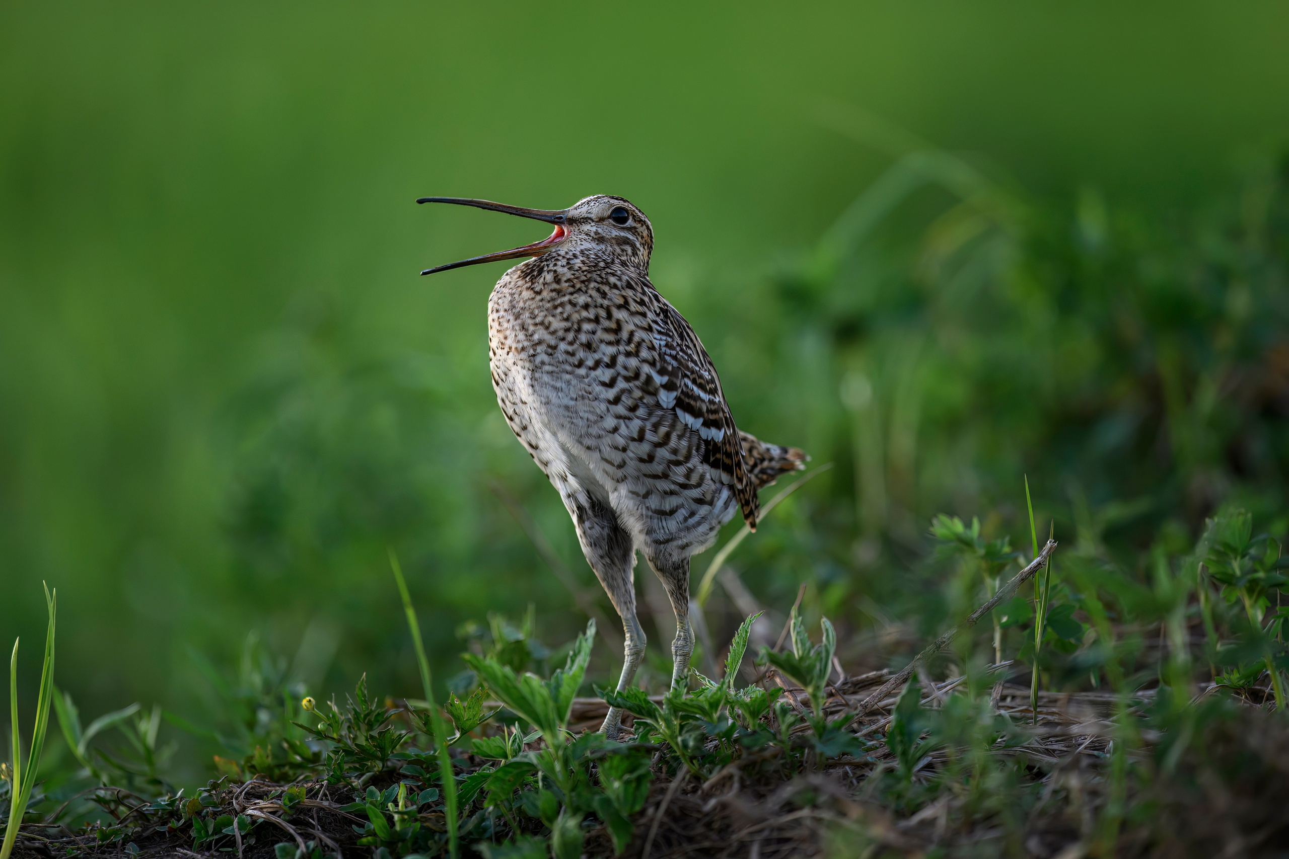 Дупелиный ток: настоящие гусары!. Фотограф Сергей Пупонин