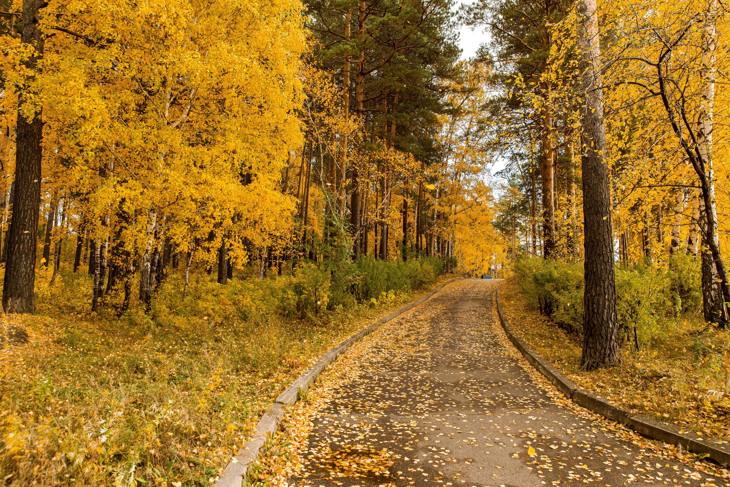 Осень в парке. Семейный и детский фотограф в Железногорске Саламахо Ольга