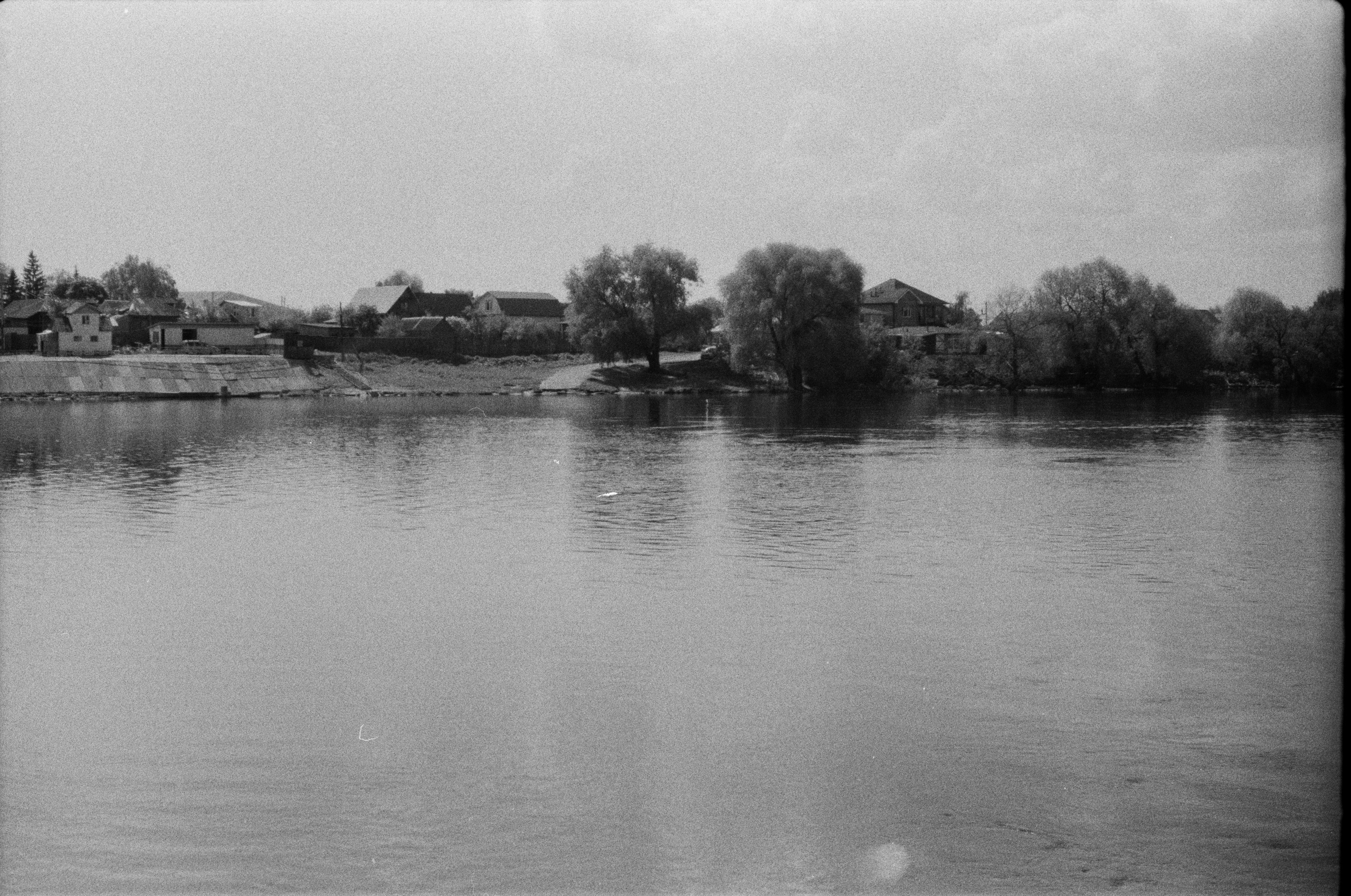 Плакучая ива. Фотограф-любитель Ксения Мирзоян