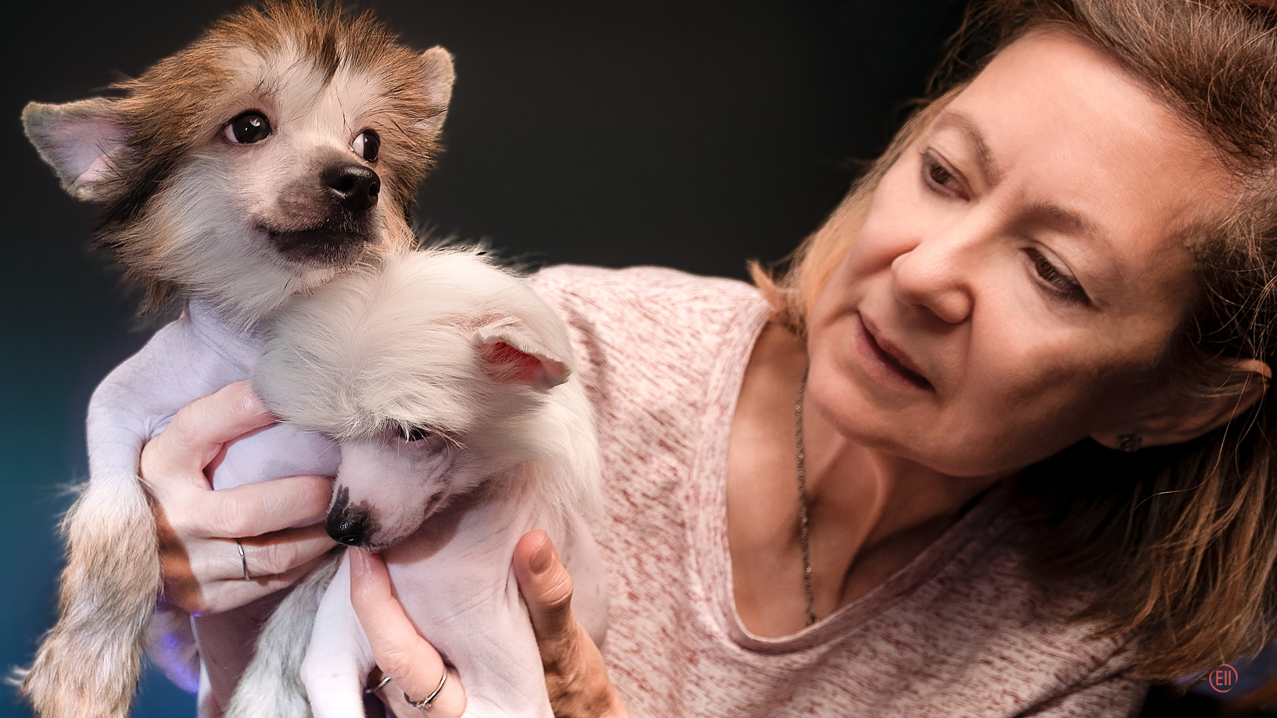 First photo session of the litter “F” of the Laisan Island kennel. Chinese Crested Dog Kennel Poale Ell