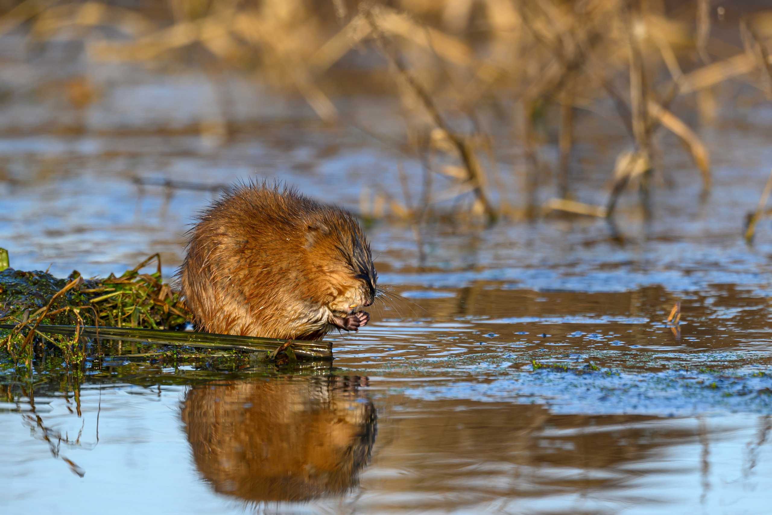 Журавли и ондатра. Wildlife photography by Sergey Puponin