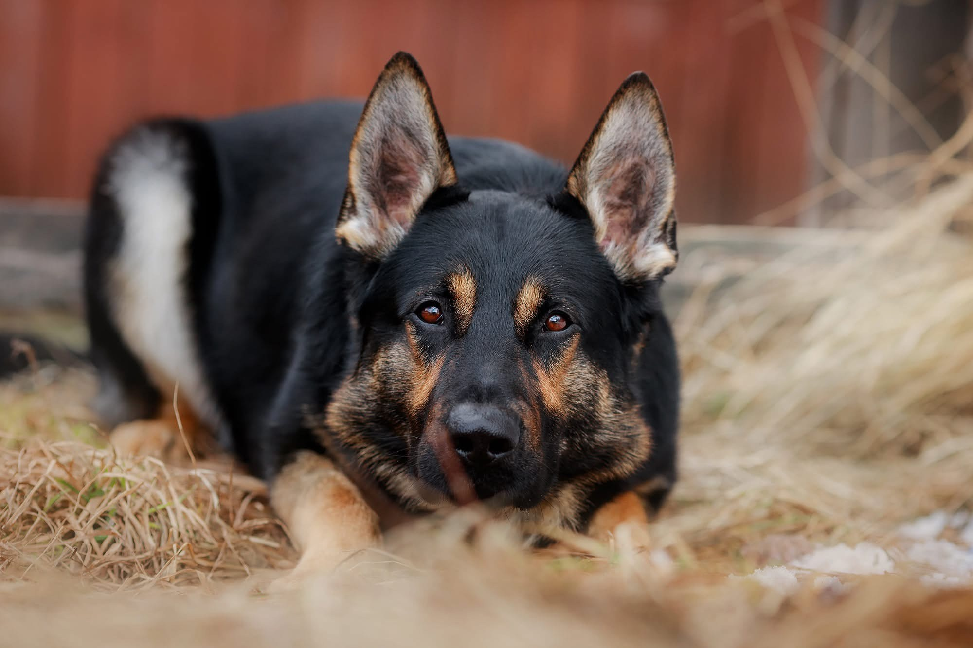Фотограф-анималист Mary Mart — Москва, Питер