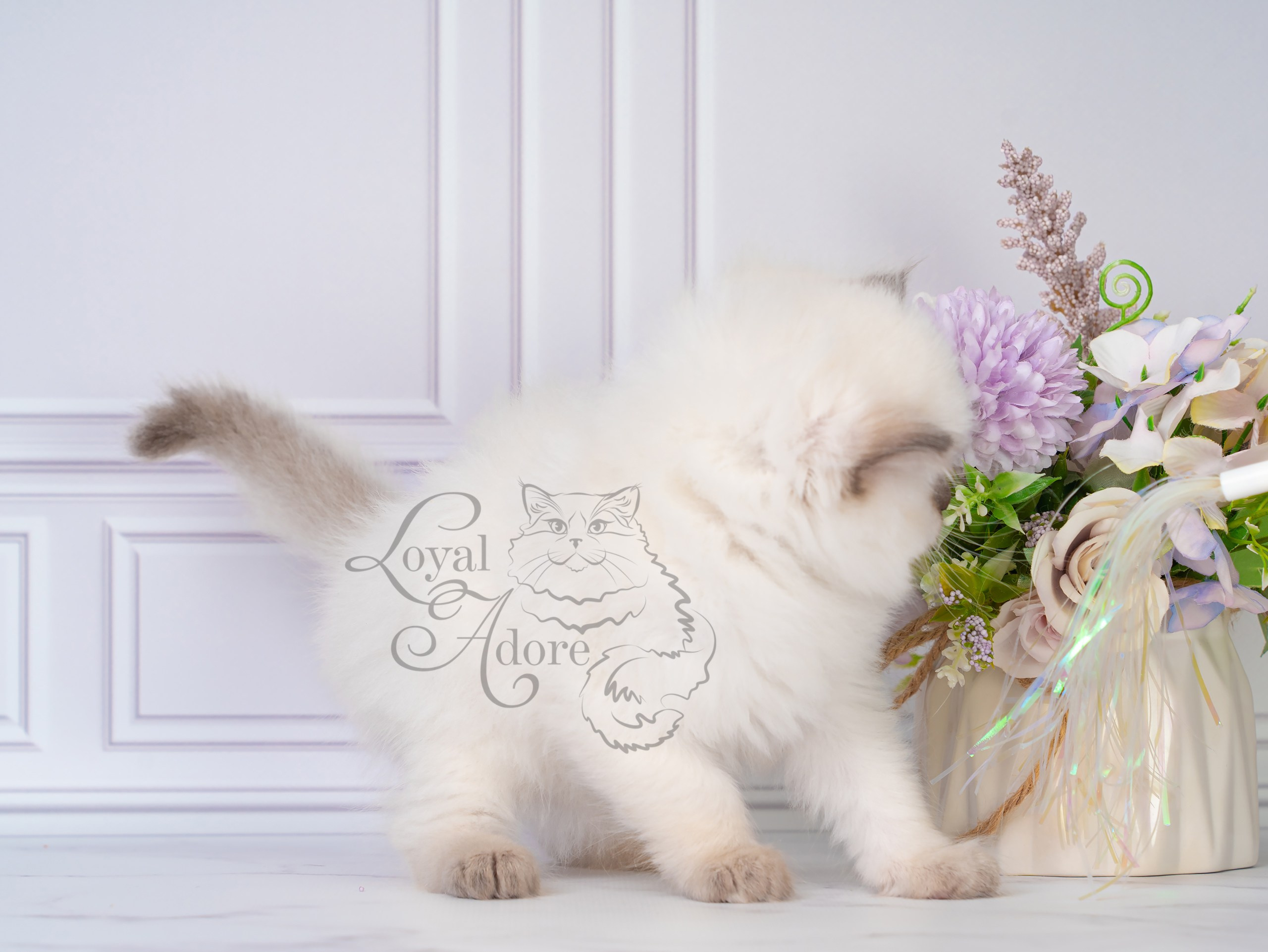 Котята рэгдолл от Loyal Adore. Питомник рэгдолл Loyal Adore