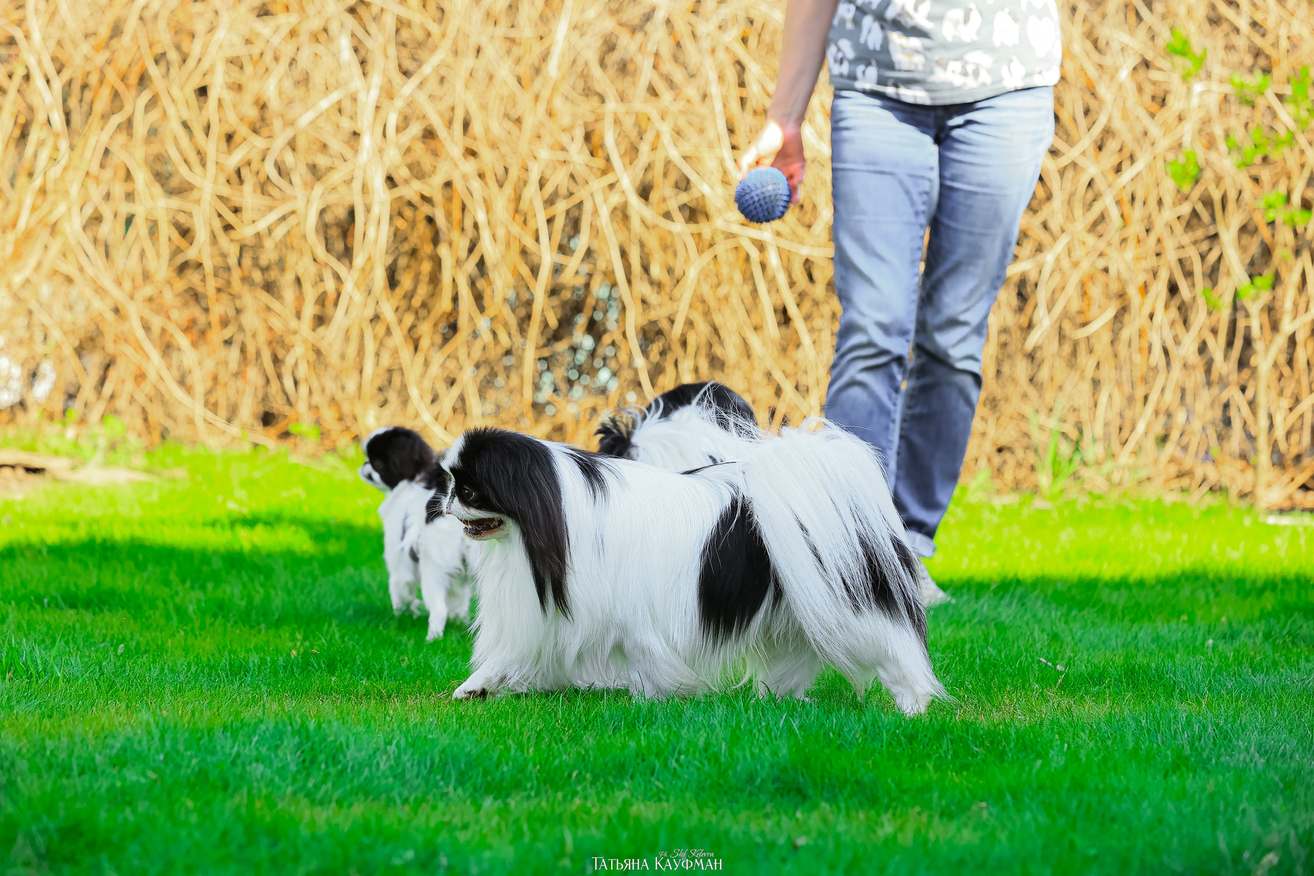 Японский хин, фотография японский хин, собака в цветах, красивая собака, фотограф анималист, фотокурс Анималистика, научиться фотографировать собак, фотограф Новосибирск