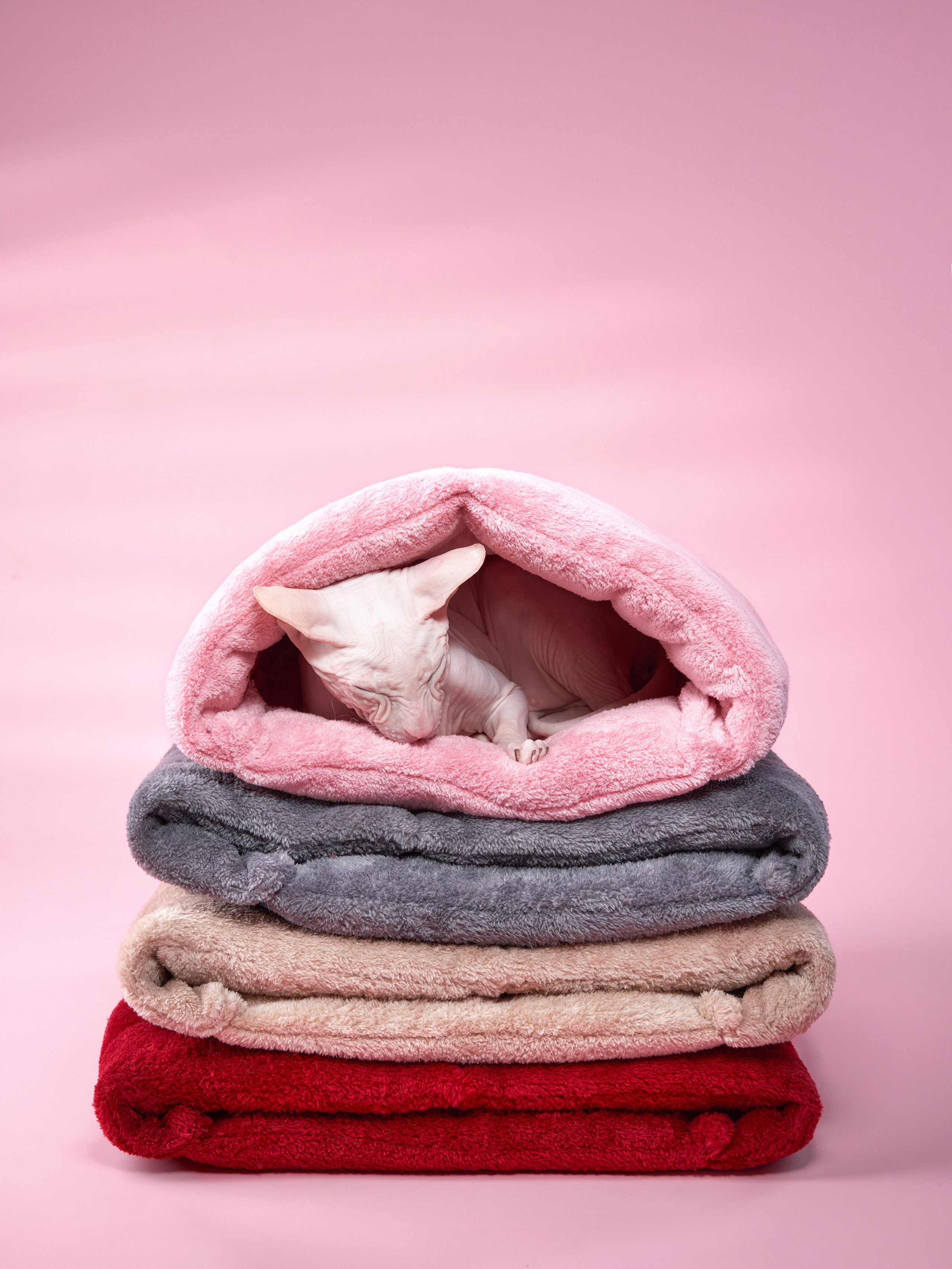 Pet Advertising Photography | Commercial Shoots with Dogs & Cats. Dog photographer Averianova Anna — Art photography of dogs