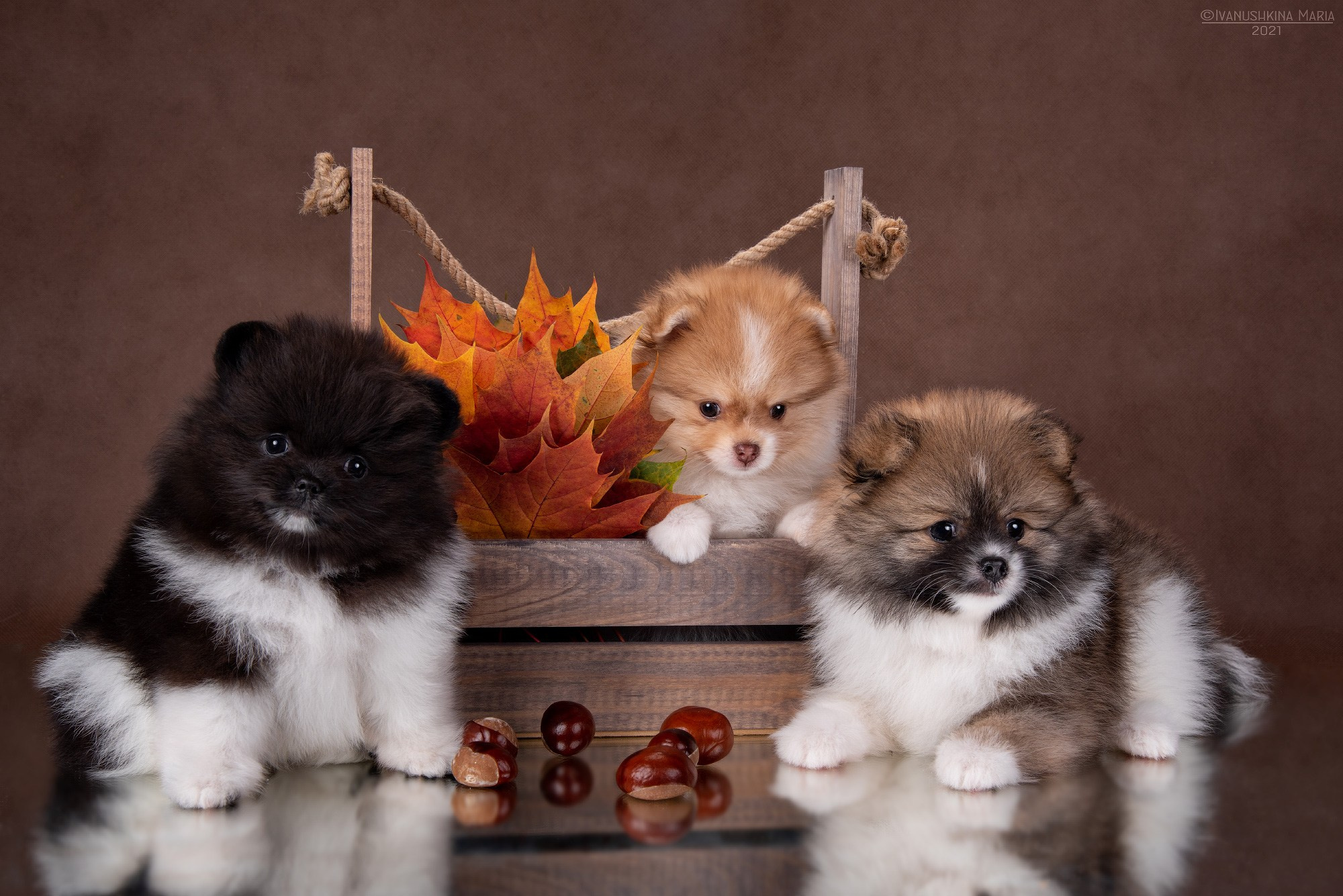 Фотосессия щенков на фонах. Фотограф собак в Москве и Московской области Иванушкина Мария