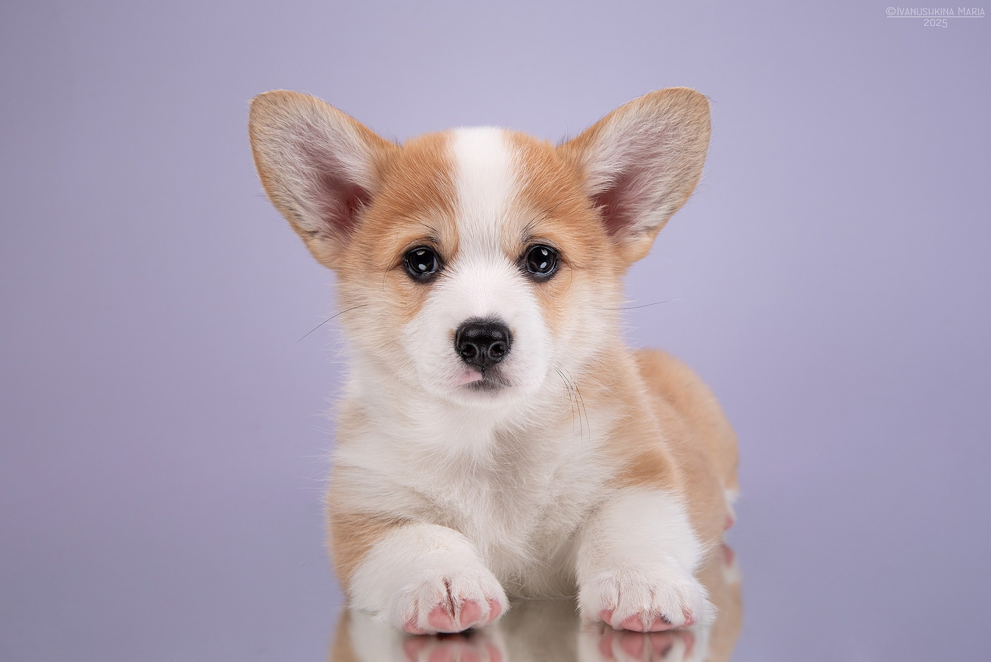 Фотосессия щенков на фонах. Фотограф собак в Москве и Московской области Иванушкина Мария