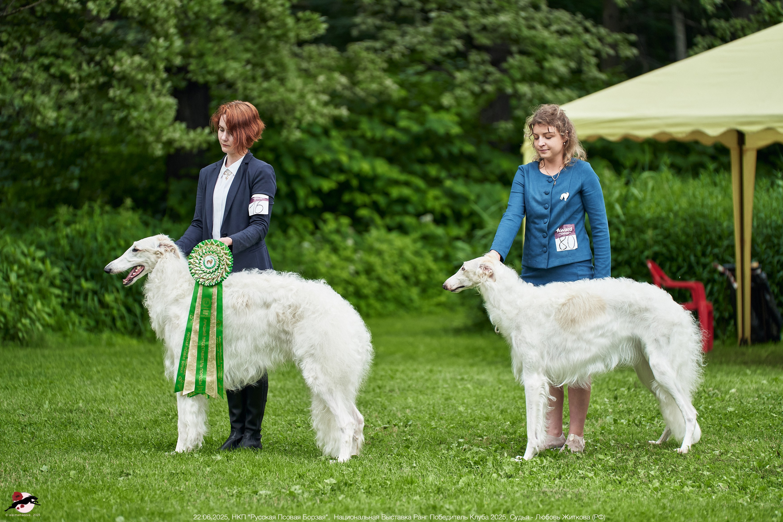 22.06.2025 | Национальная Выставка НКП "Русская Псовая Борзая"