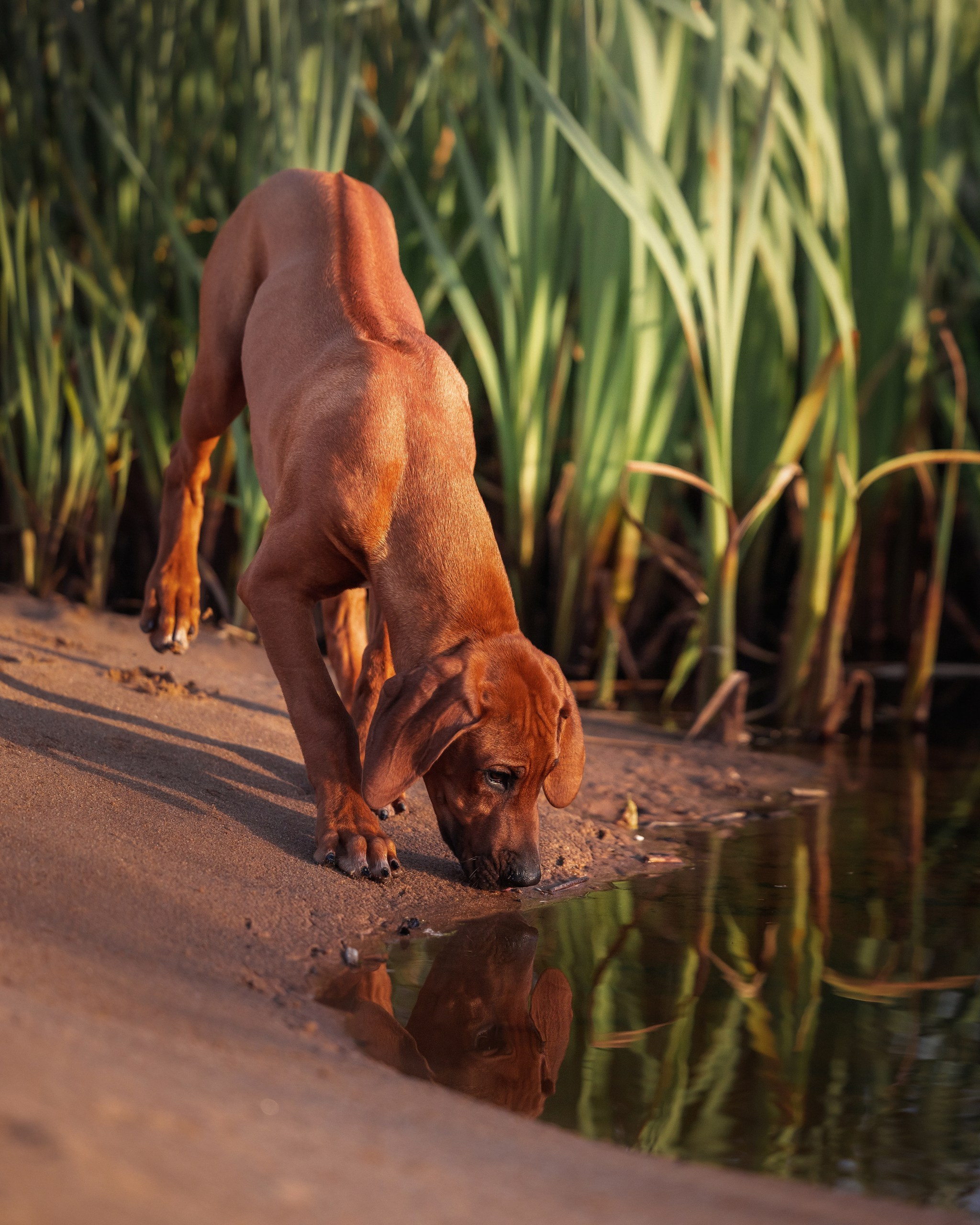 Родезийские Риджбеки в Санкт-Петербурге