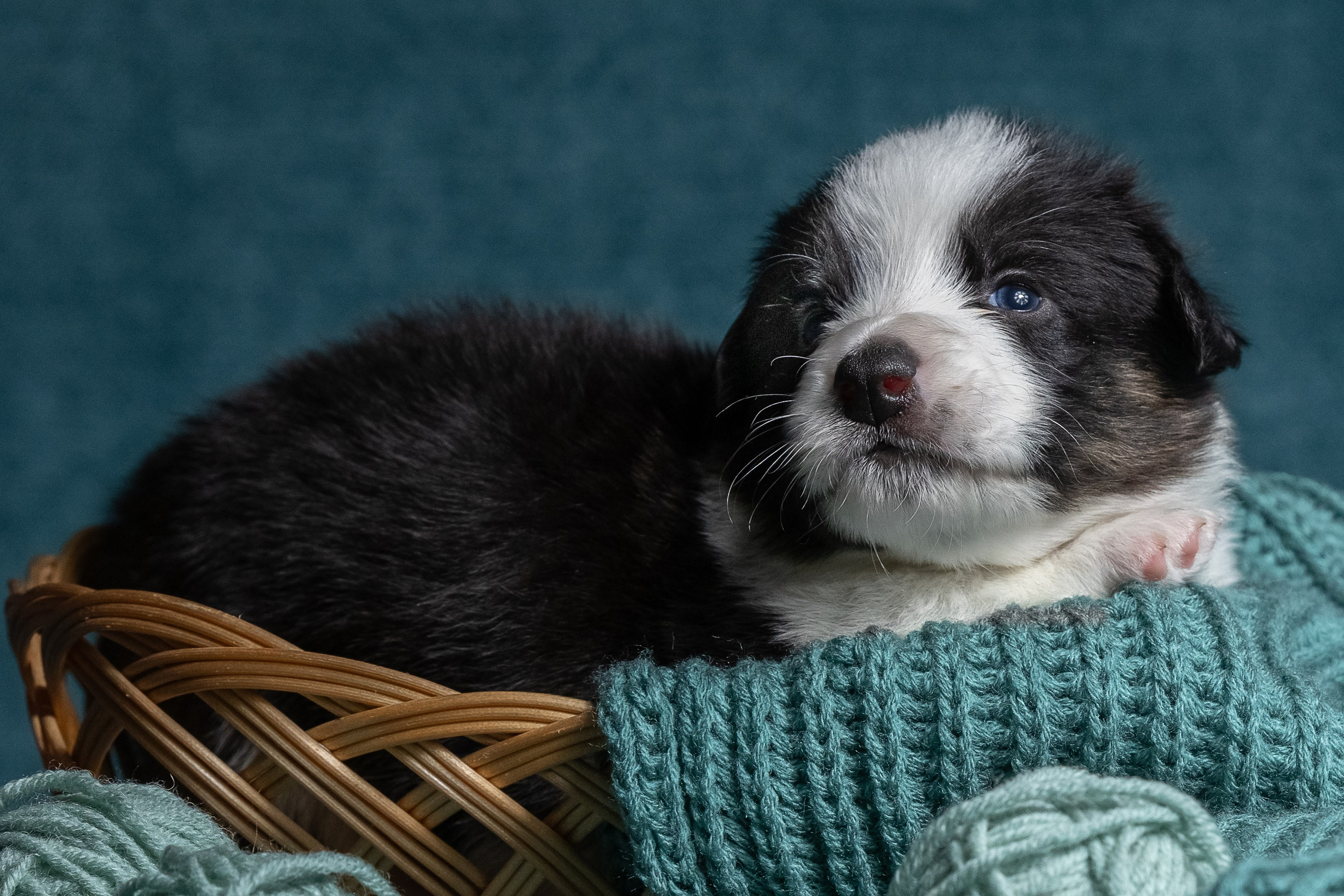 Купить щенка вельш корги кардиган из питомника Ice Fantasy. Купить щенка Вельш-корги-кардиган в семейном питомнике — Ice Fantasy