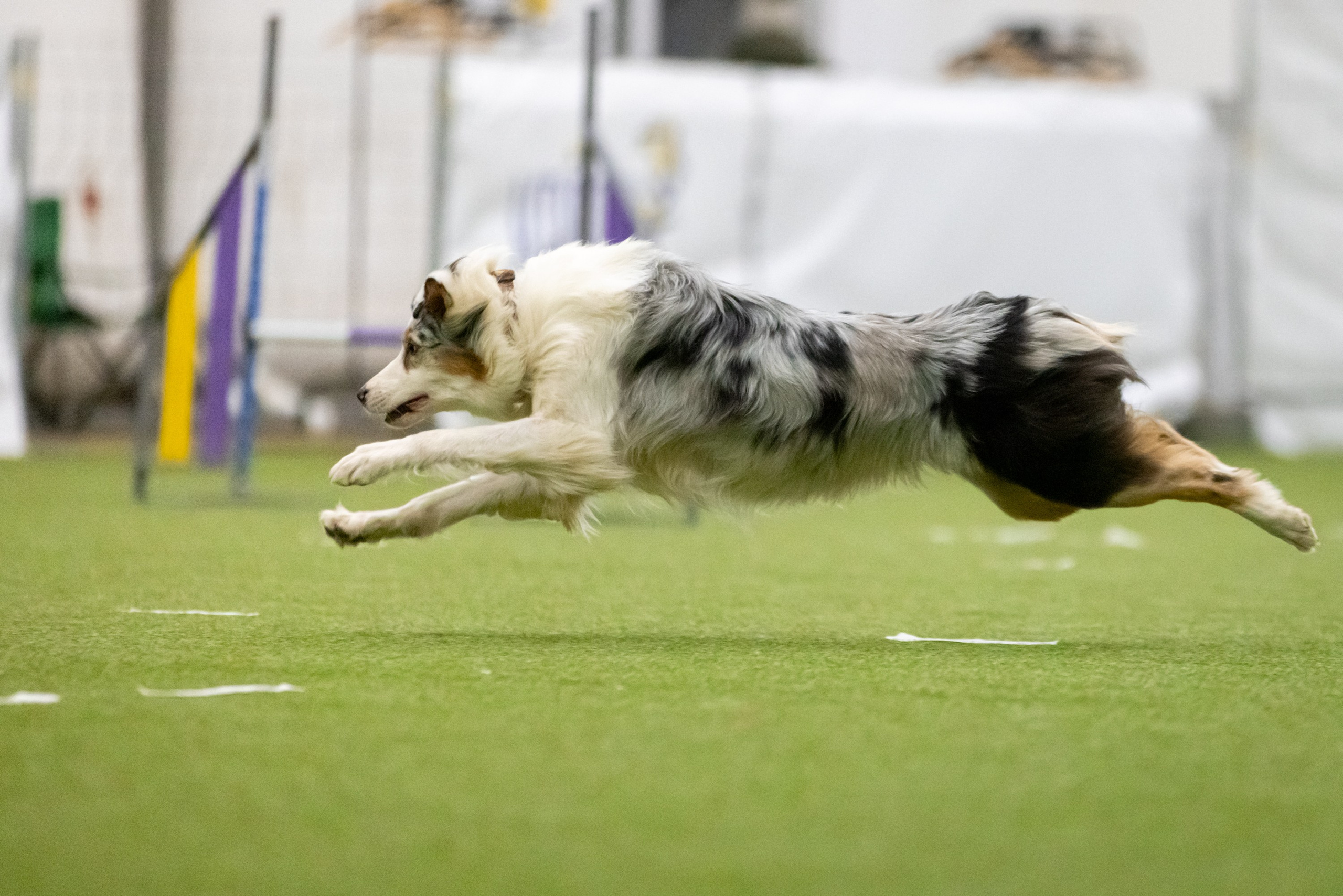 Кайса. BLGKV питомник собак