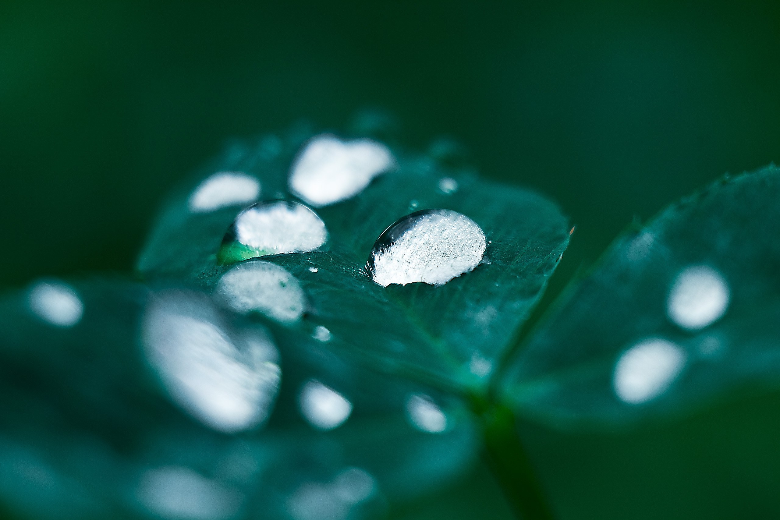 Обнуление — Обновление. Аmat Victoria Сuram