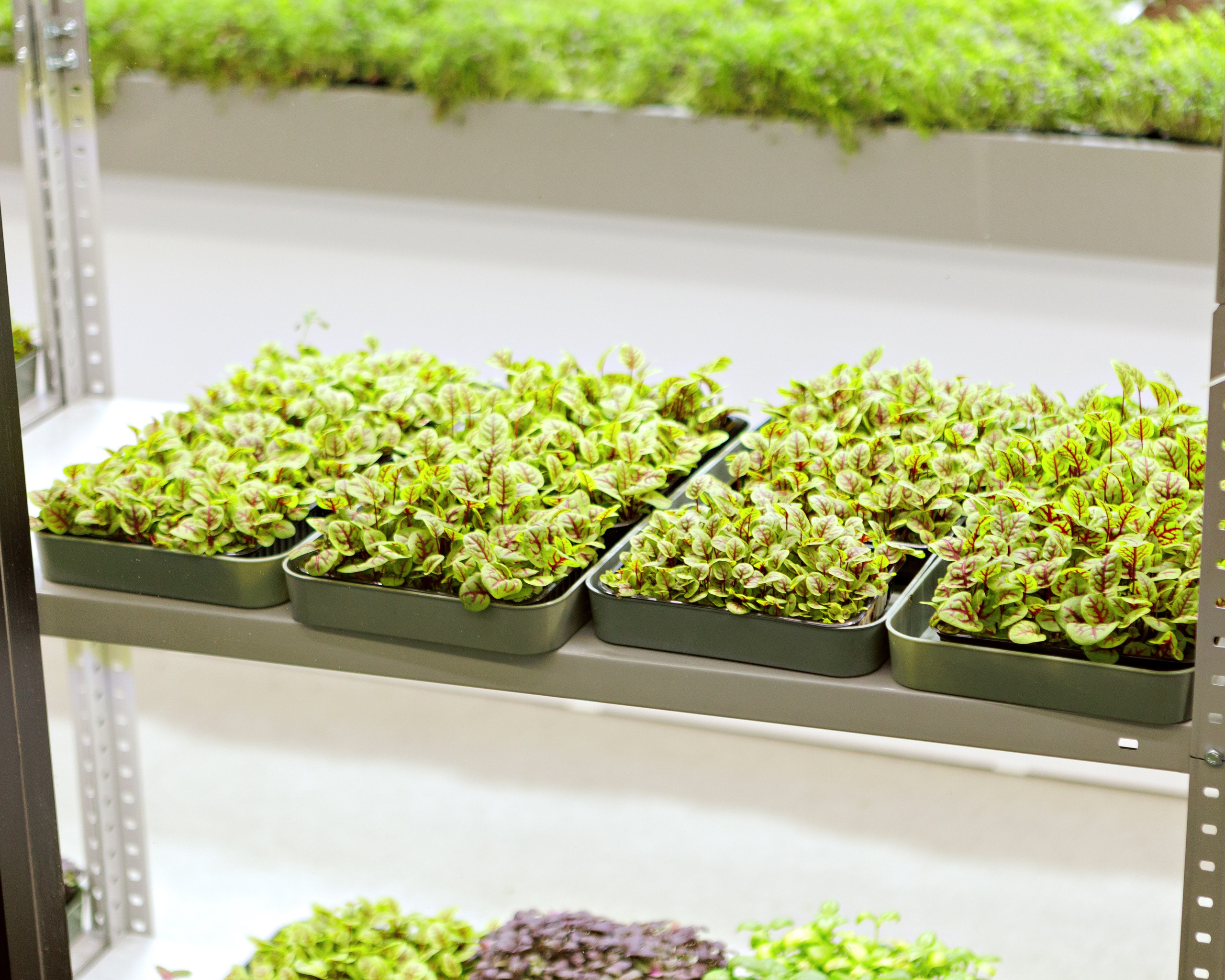 Город профессий АПК «Я В АГРО». Выпускные альбомы и школьный фотограф в Подольске, Троицке, Щербинке, Москве и Московской области