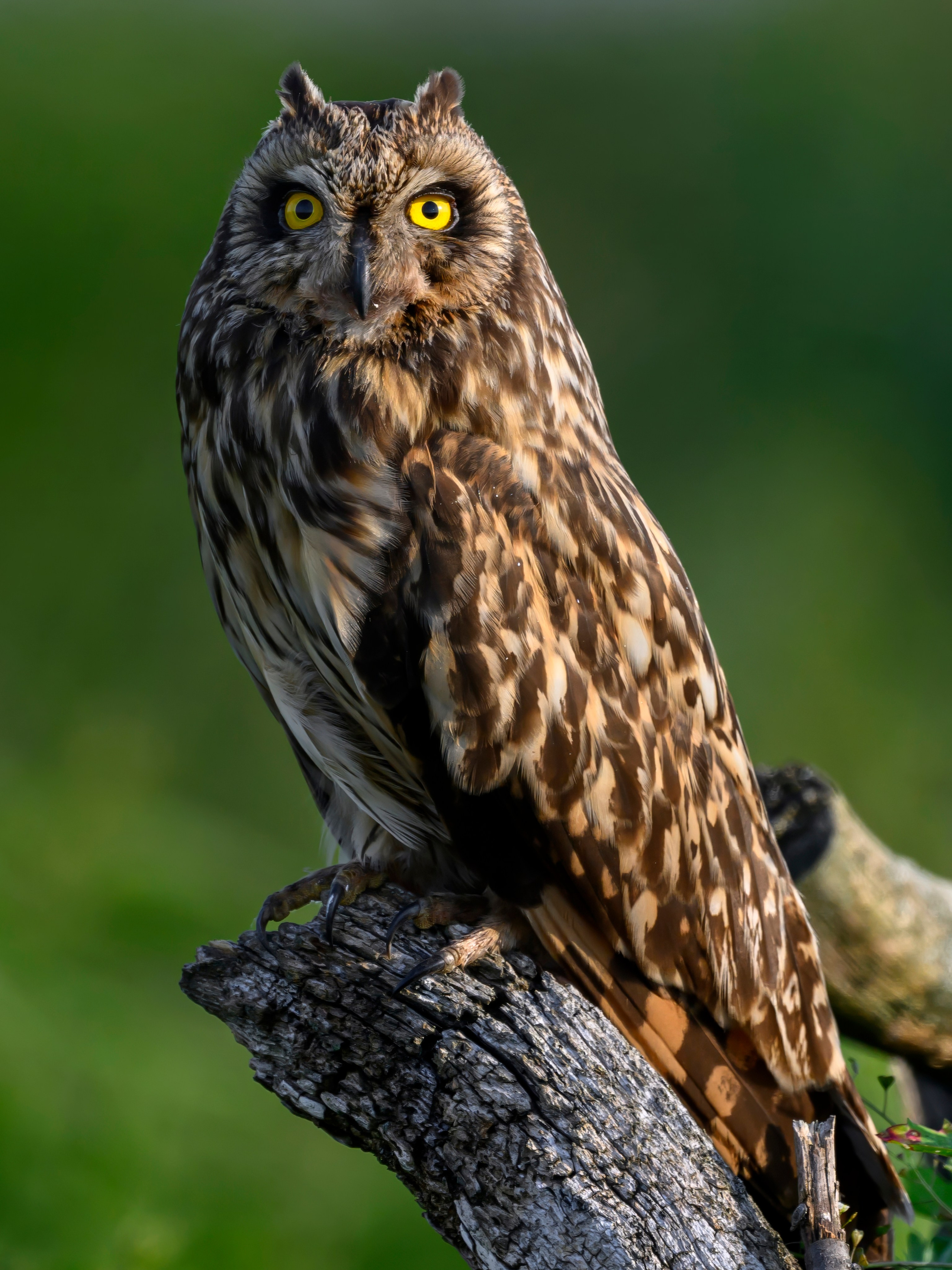 Слеток болотной совы. Wildlife photography by Sergey Puponin