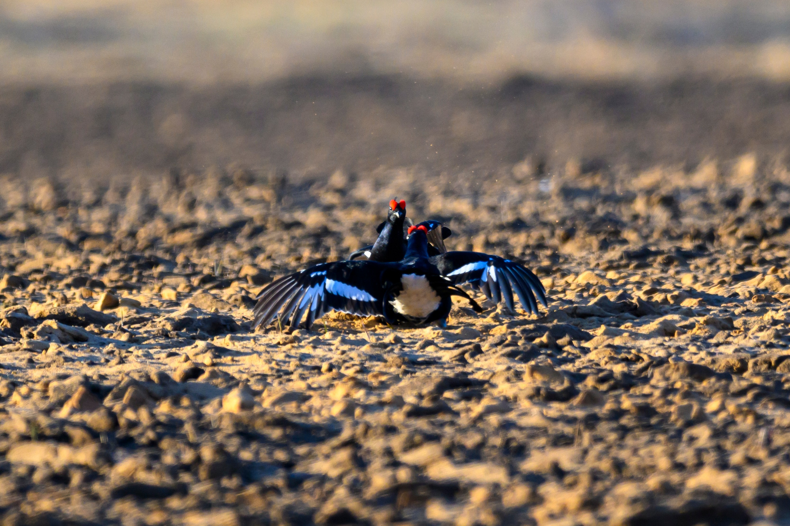 Тетерева, пищуха и лунь. Wildlife photography by Sergey Puponin