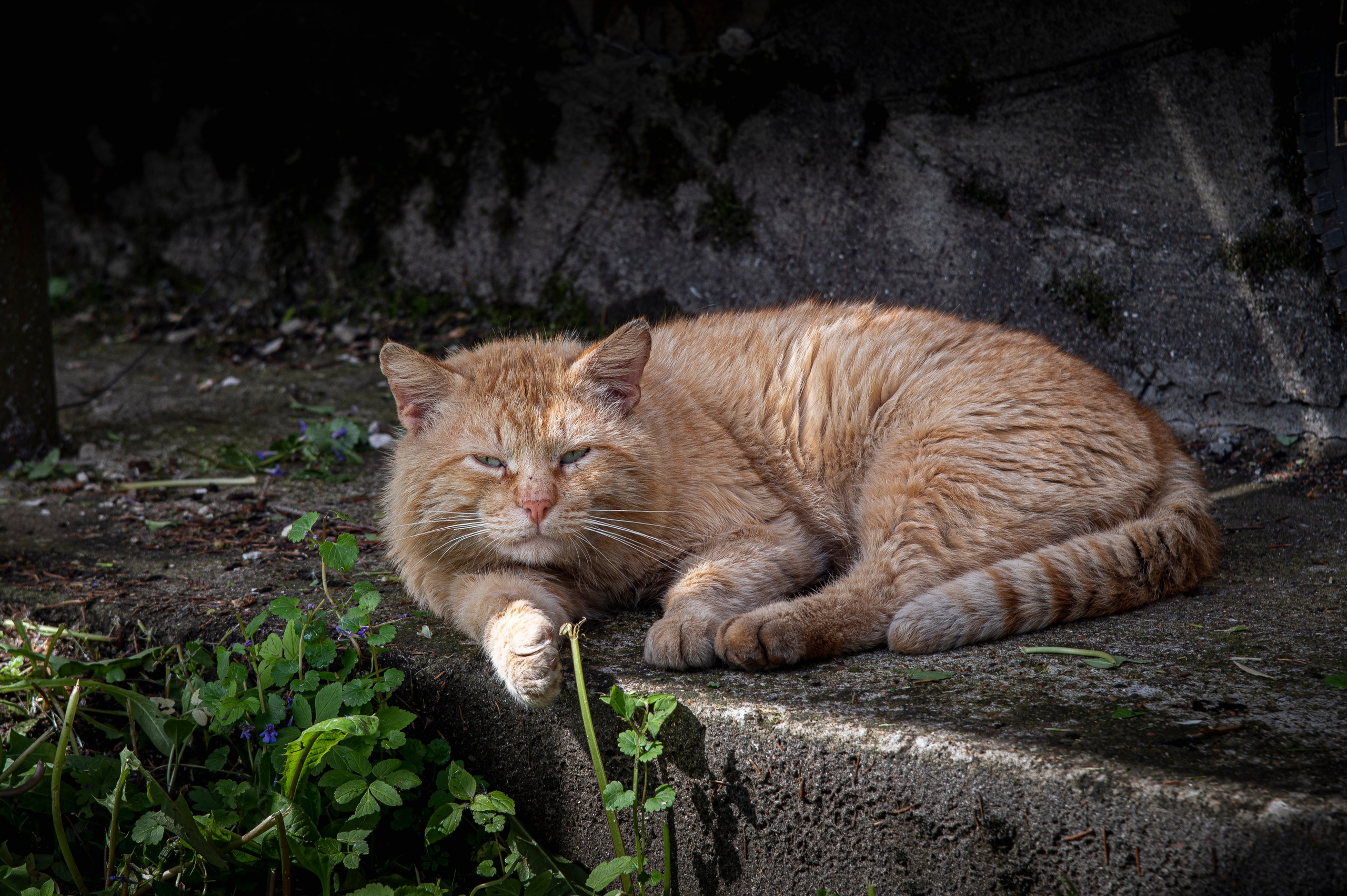 наглый рыжий кот. фото котов. Фотограф Роман Адлер