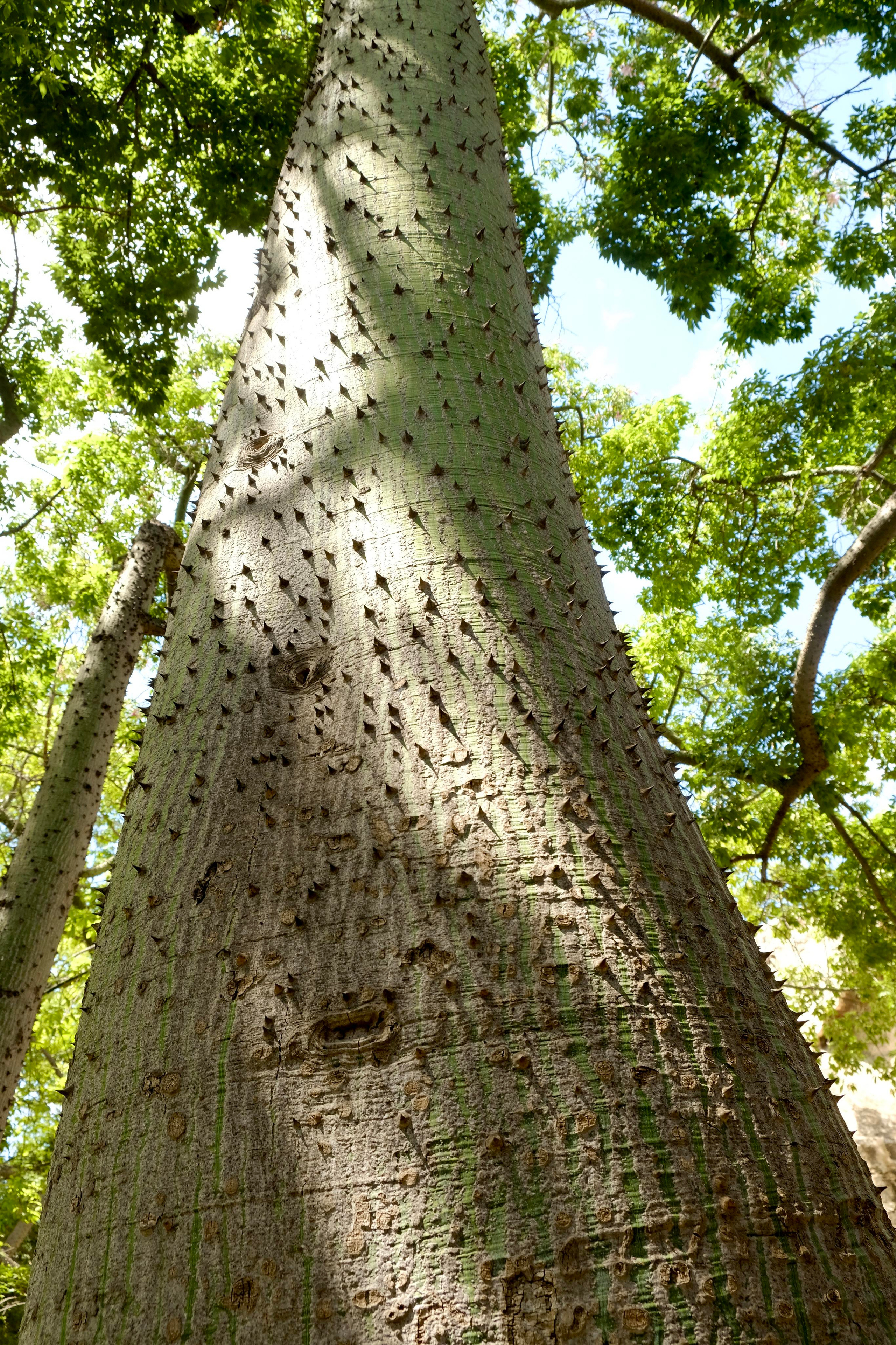 Парки Валенсии. Гид и фотограф в Валенсии Новиков Михаил