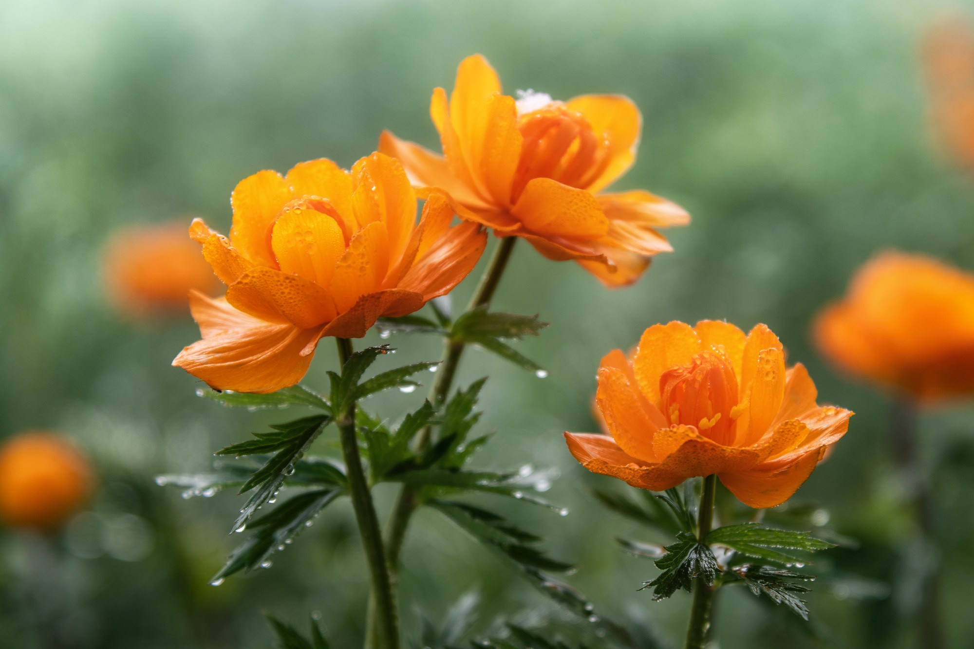 Орошённые туманом. Купальницы азиатские, они же жаркив каплях конденсата от тумана. Алтайский район, май 2025