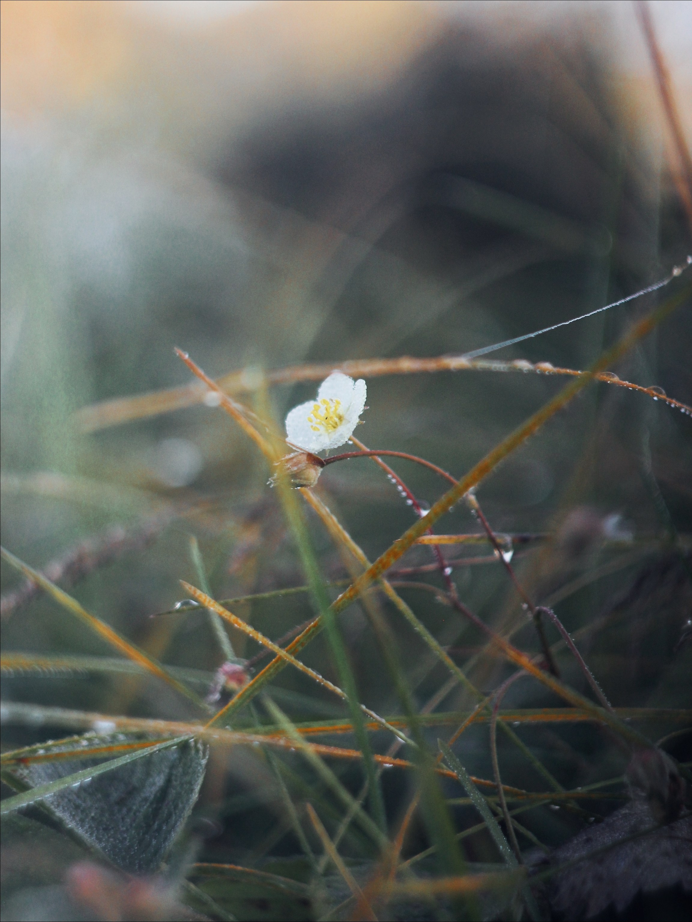 Опустошенность. С любовью, фотохудожник