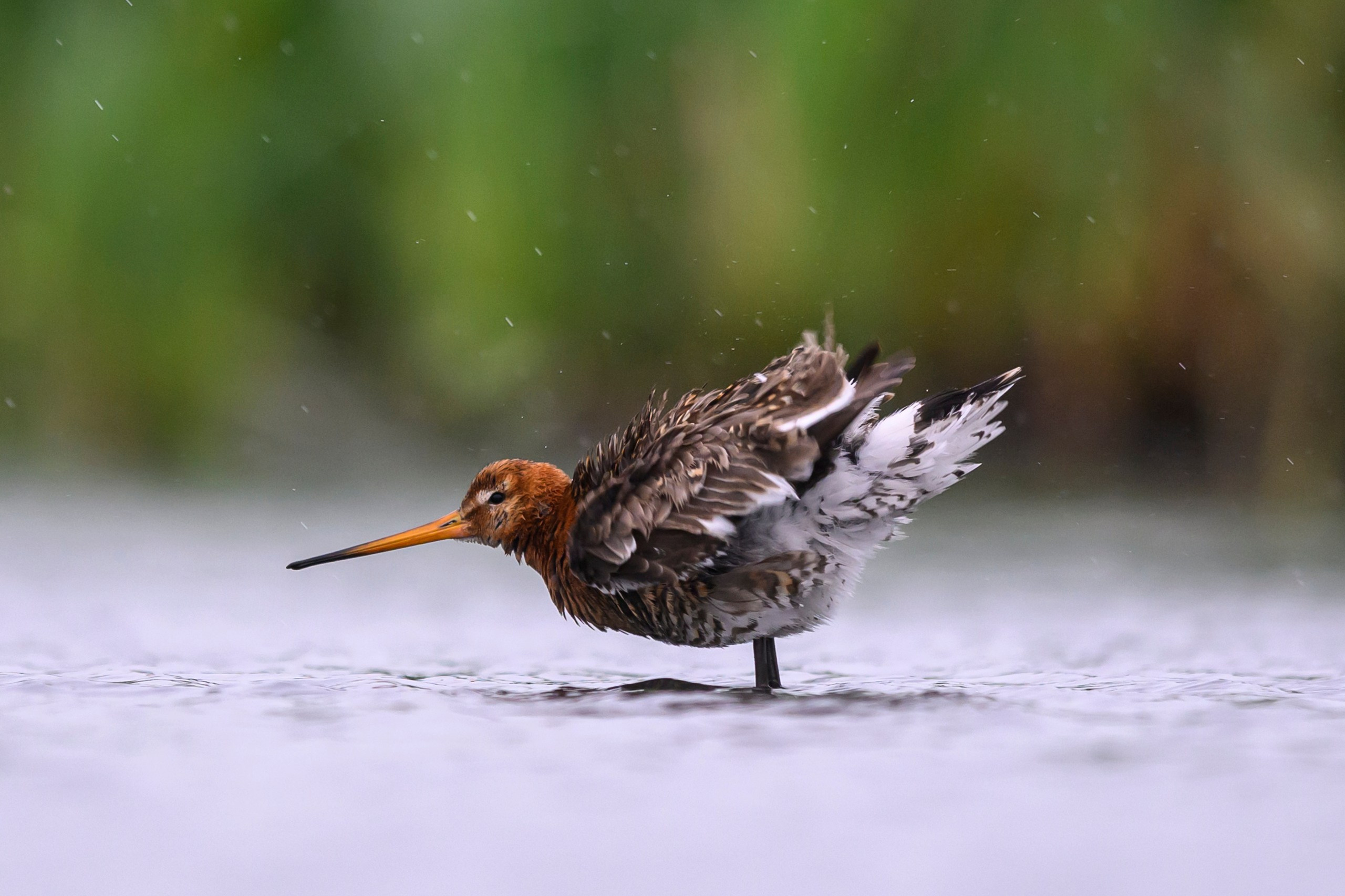 Поручейники и большой веретенник. Wildlife photography by Sergey Puponin