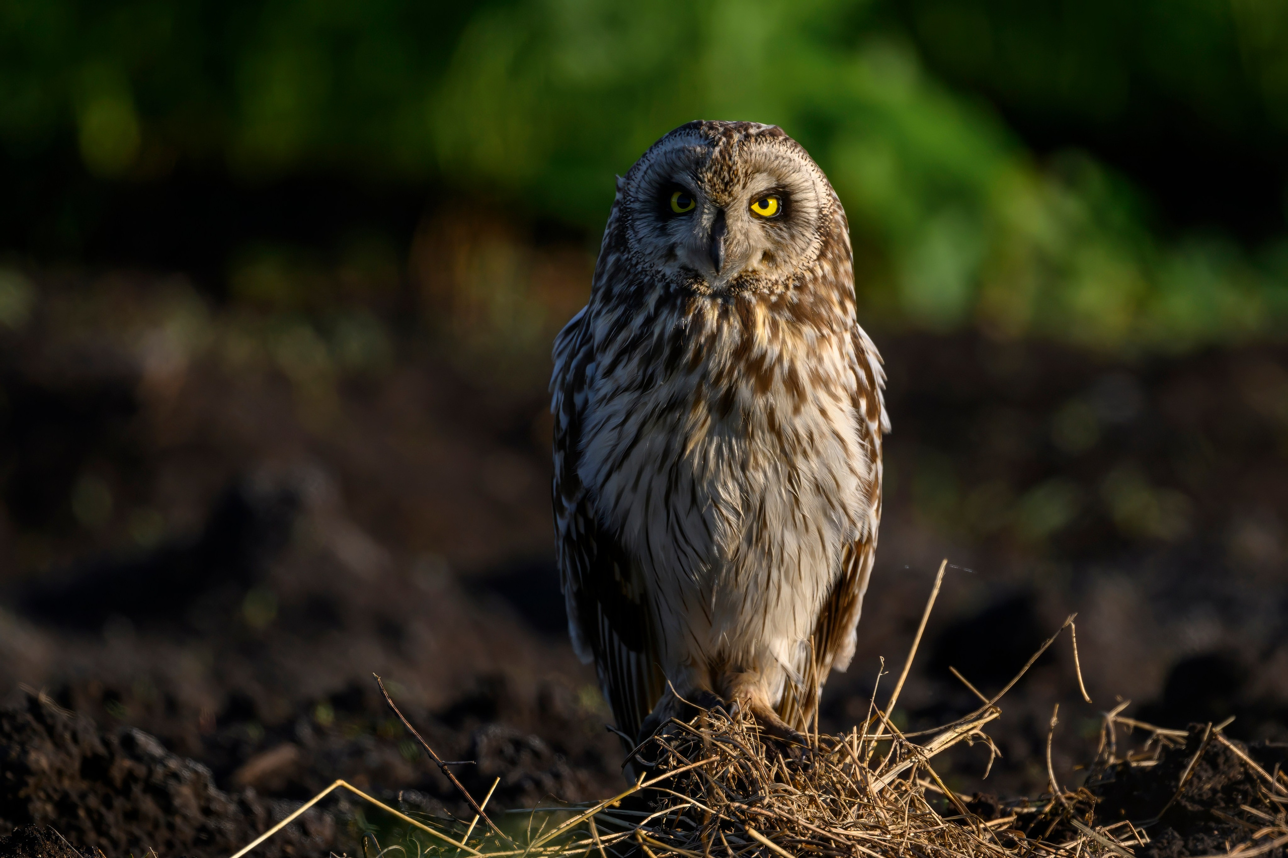 Сова и совята. Owl and owlets. Фотограф Сергей Пупонин