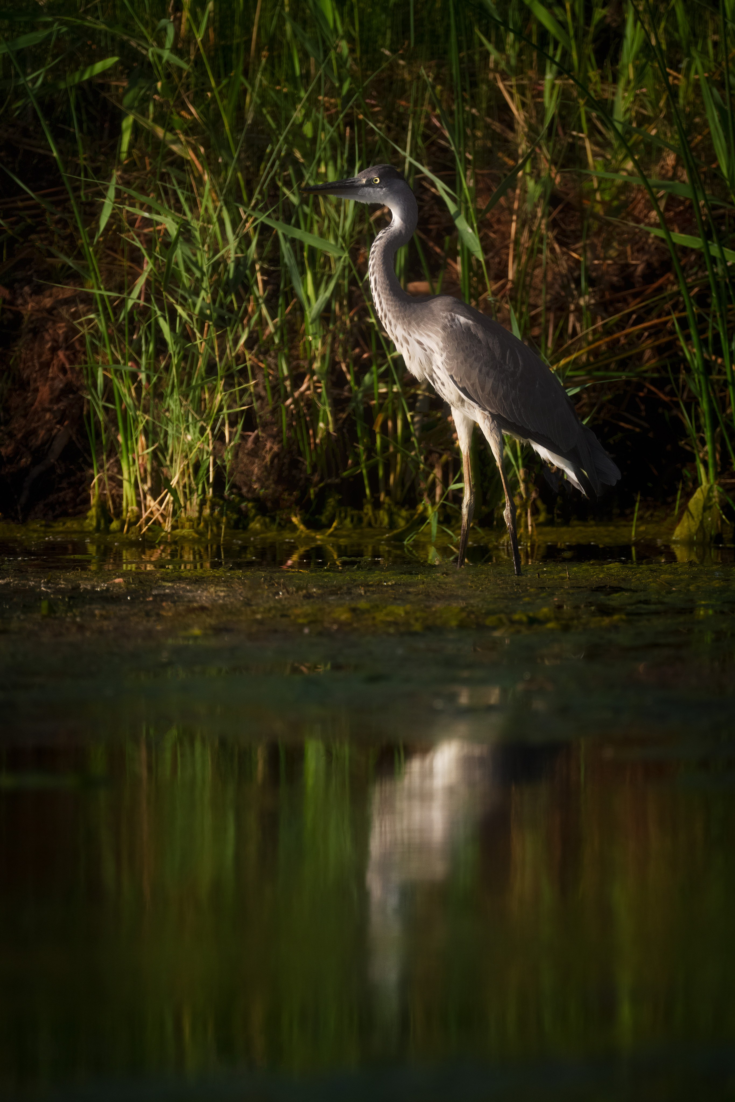 Барханы и лотосы. Июль–Август