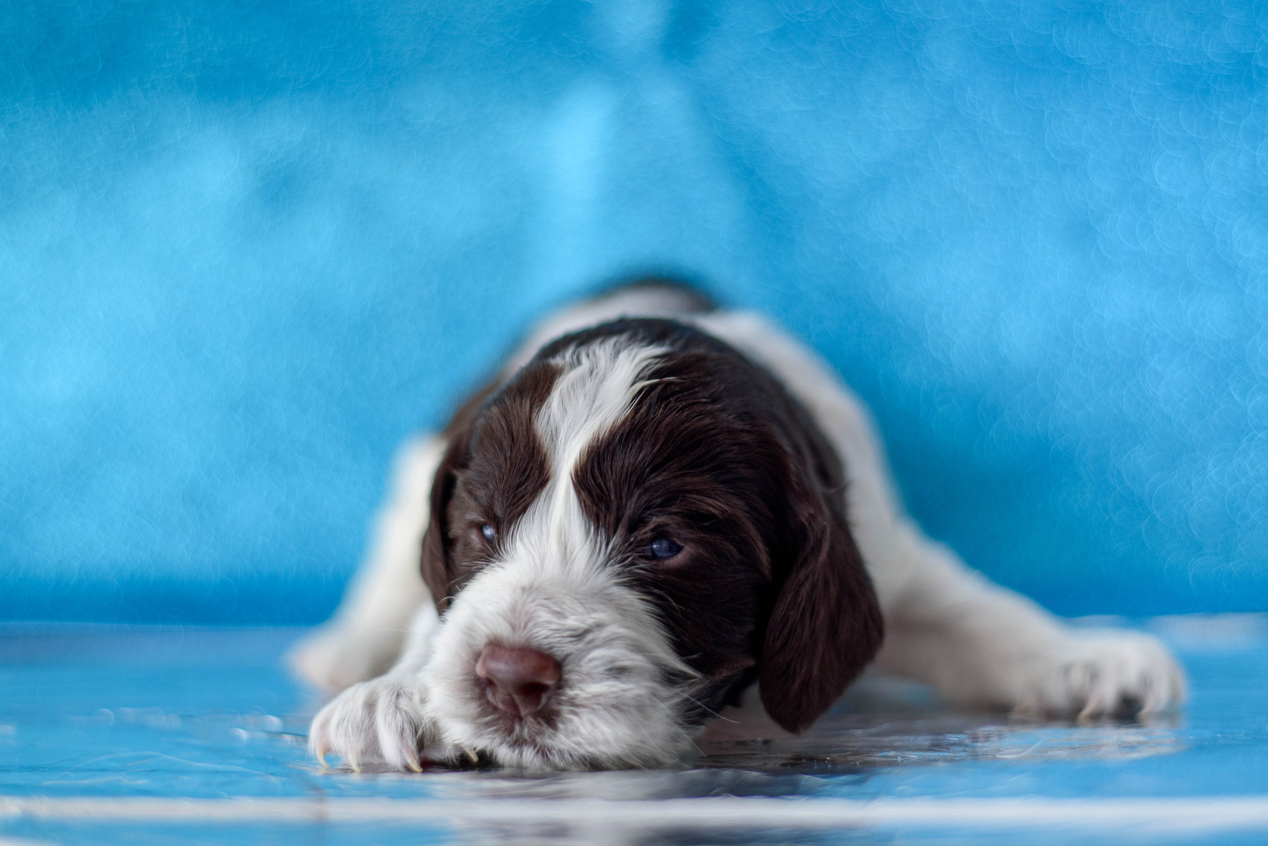 Щенки Вестмур. Дубль2. Мотофотограф в Нижнем Новгороде Динара Зуйкова