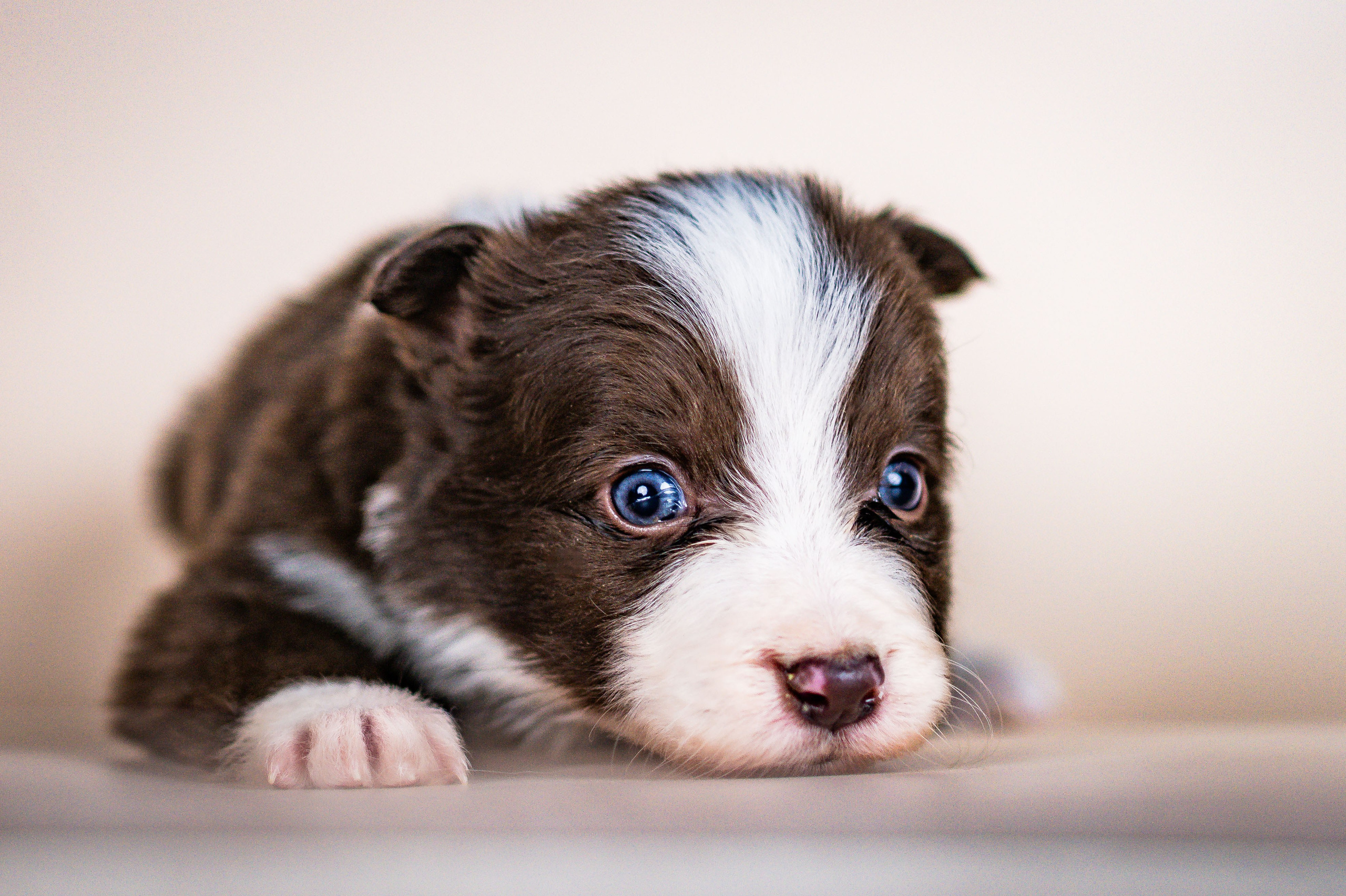 Фритсвит. Семейный фотограф Ефремова Виктория