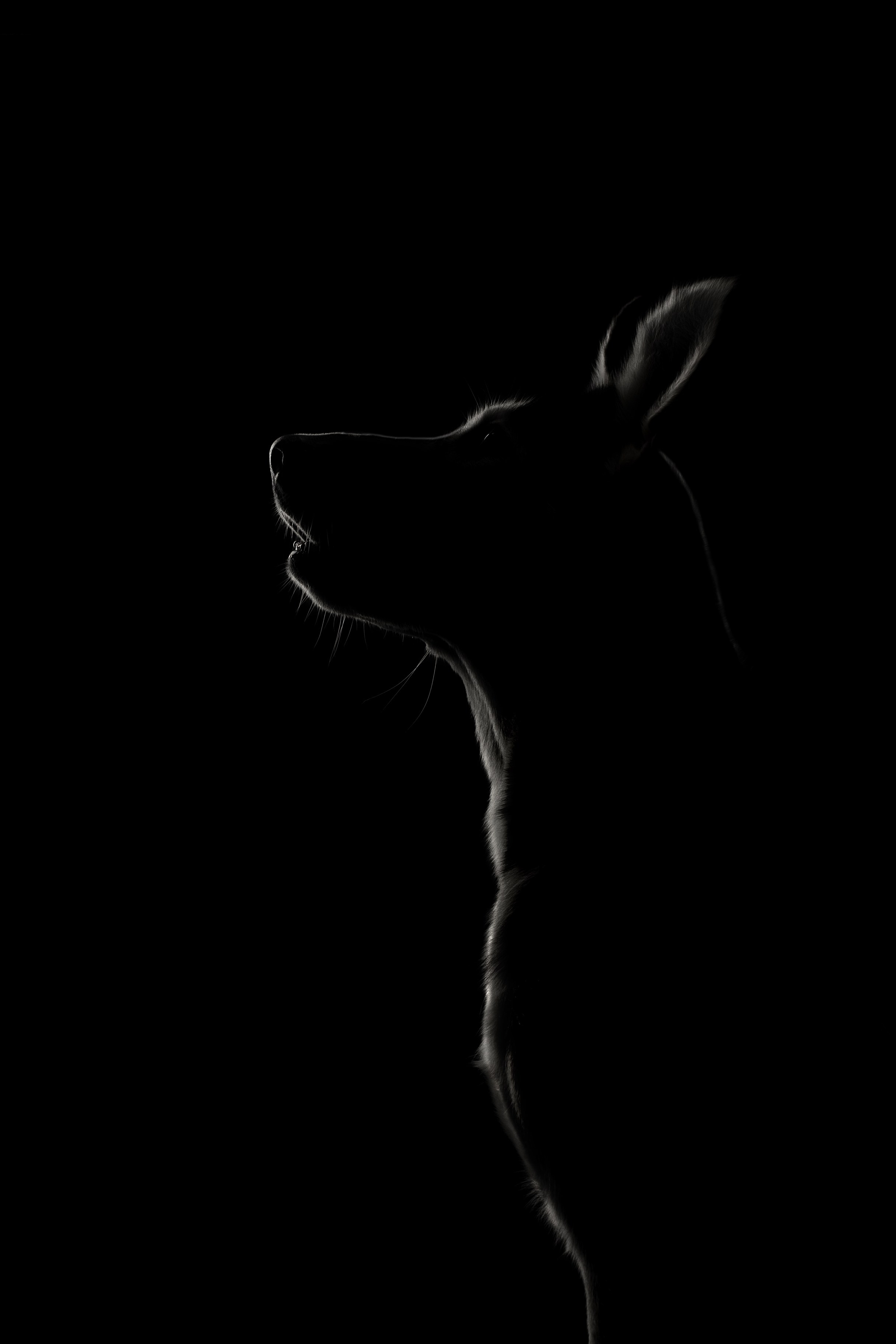 Фотограф анималист в Санкт-Петербурге Светлана Писарева