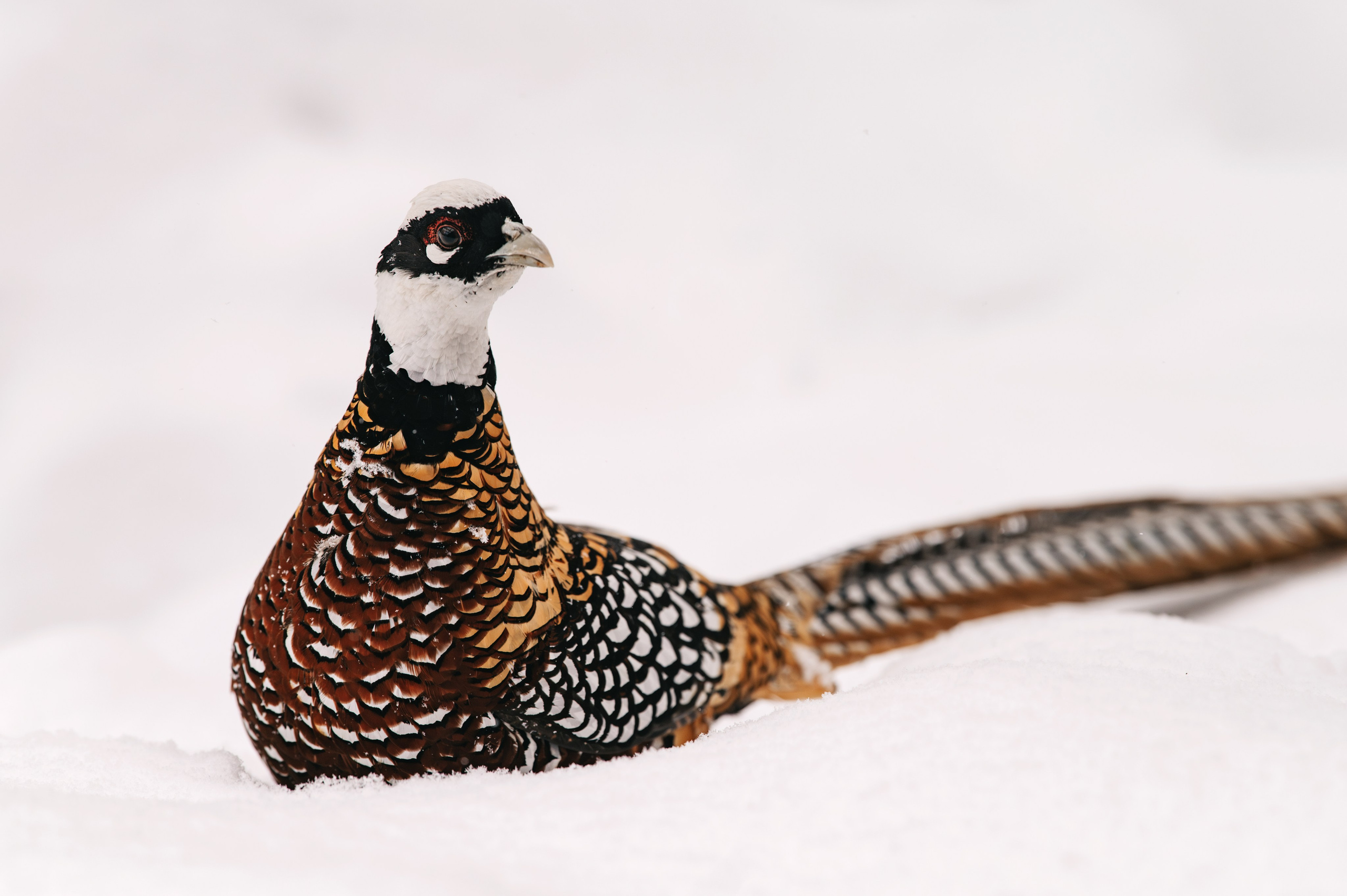 Фотосъемка для наполнения сайта загородного отеля Барин. Свадебный и семейный фотограф Виктория Носачёва. Щелково, Москва и МО