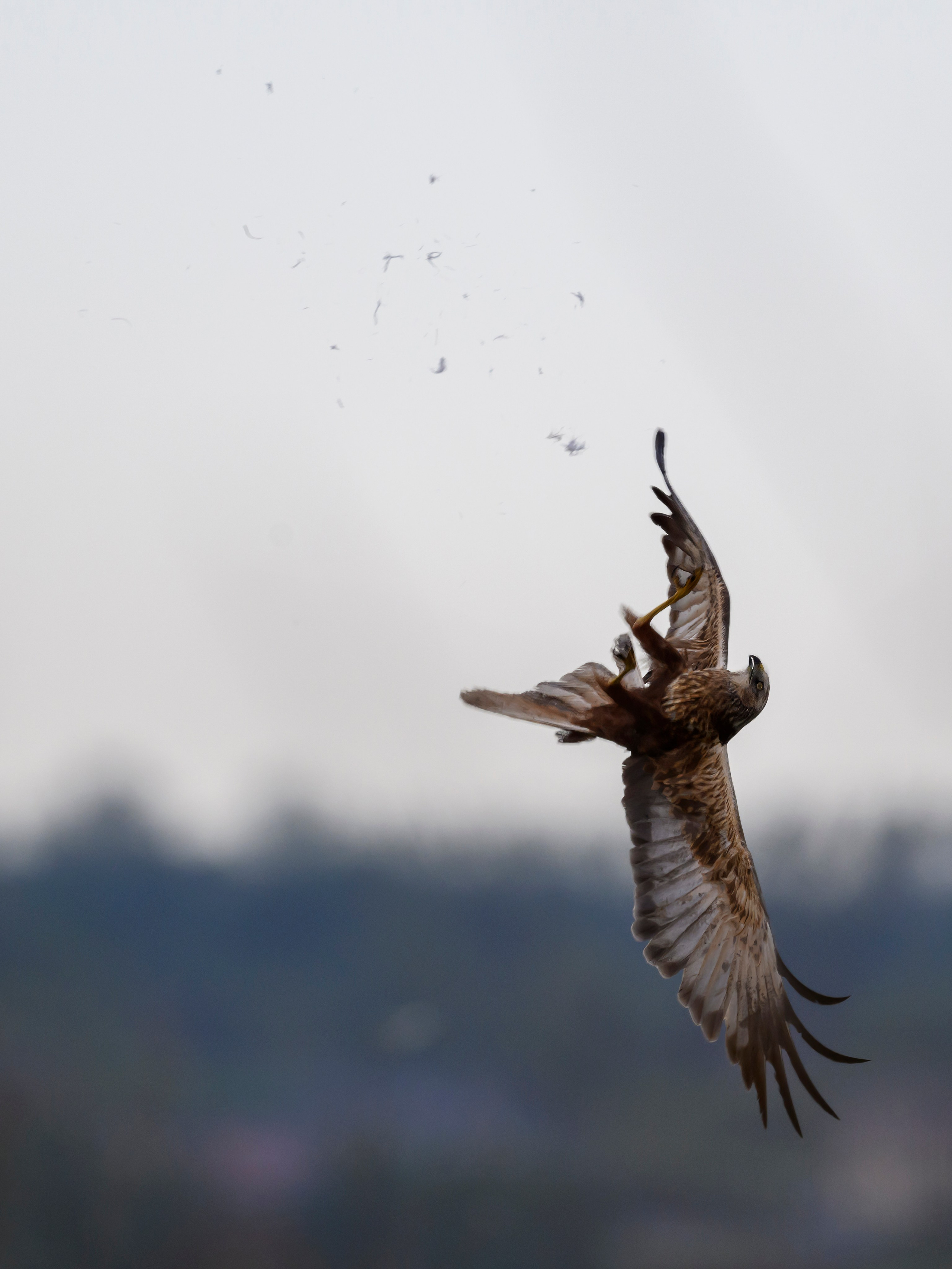 Охота сов и схватка с лунем. Фотограф Сергей Пупонин