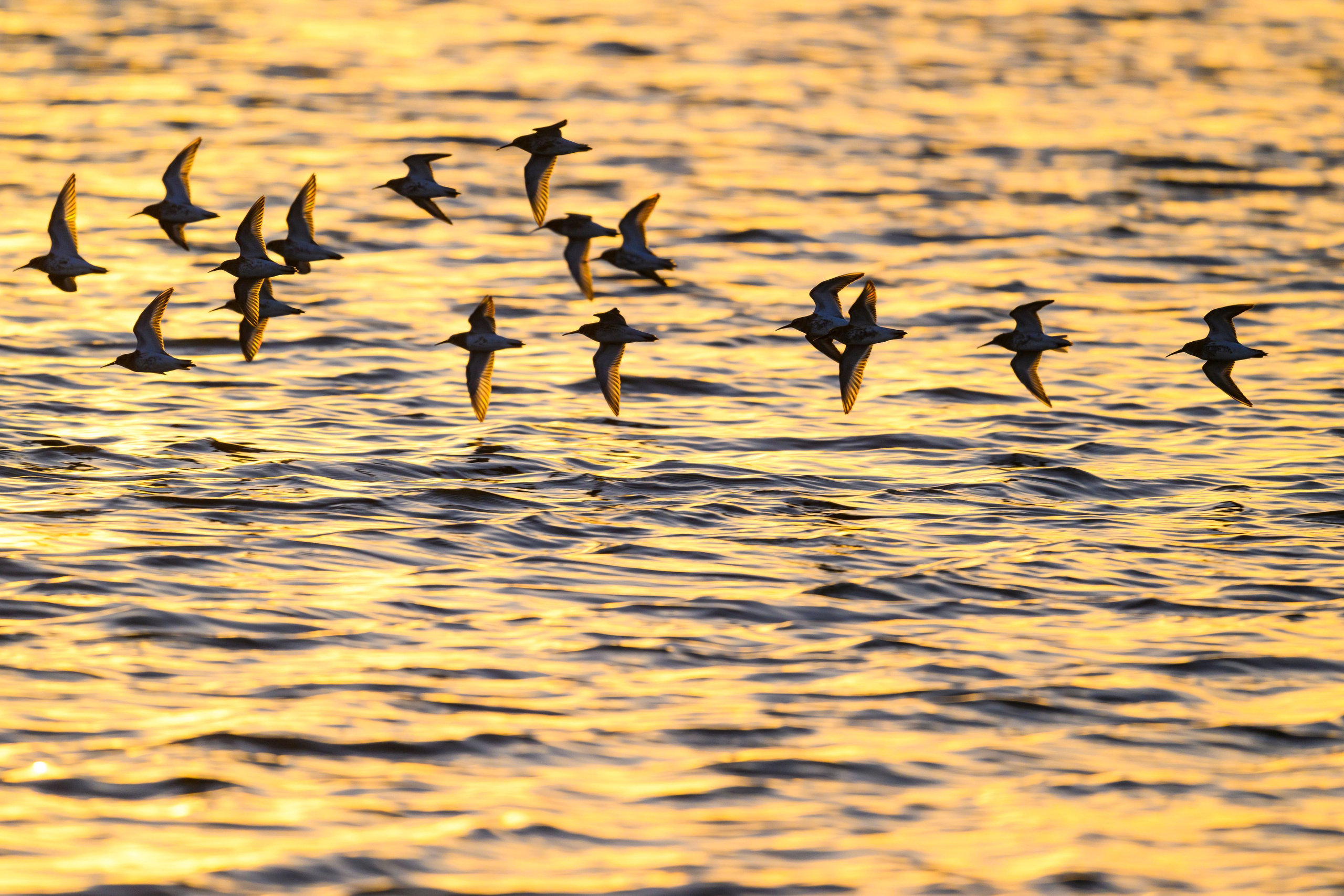 Фифи на рассвете. Wood sandpiper at dawn. Фотограф Сергей Пупонин