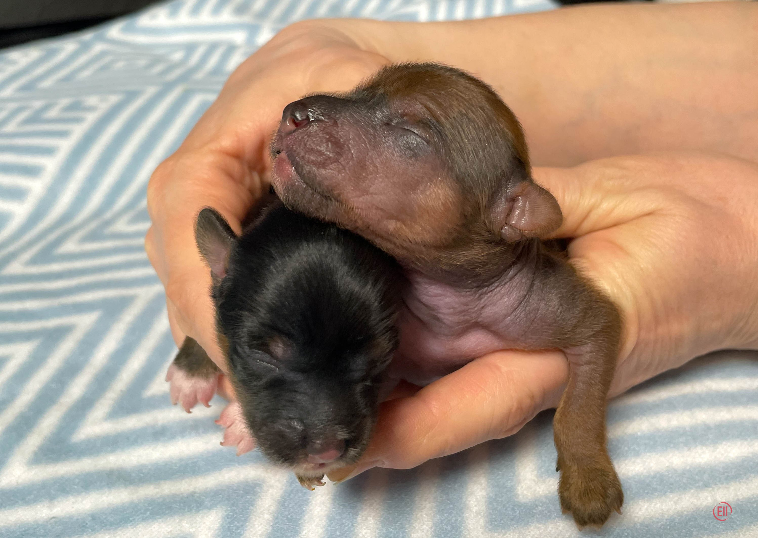 День рождения. Пуховая  и голая девочки вместе.