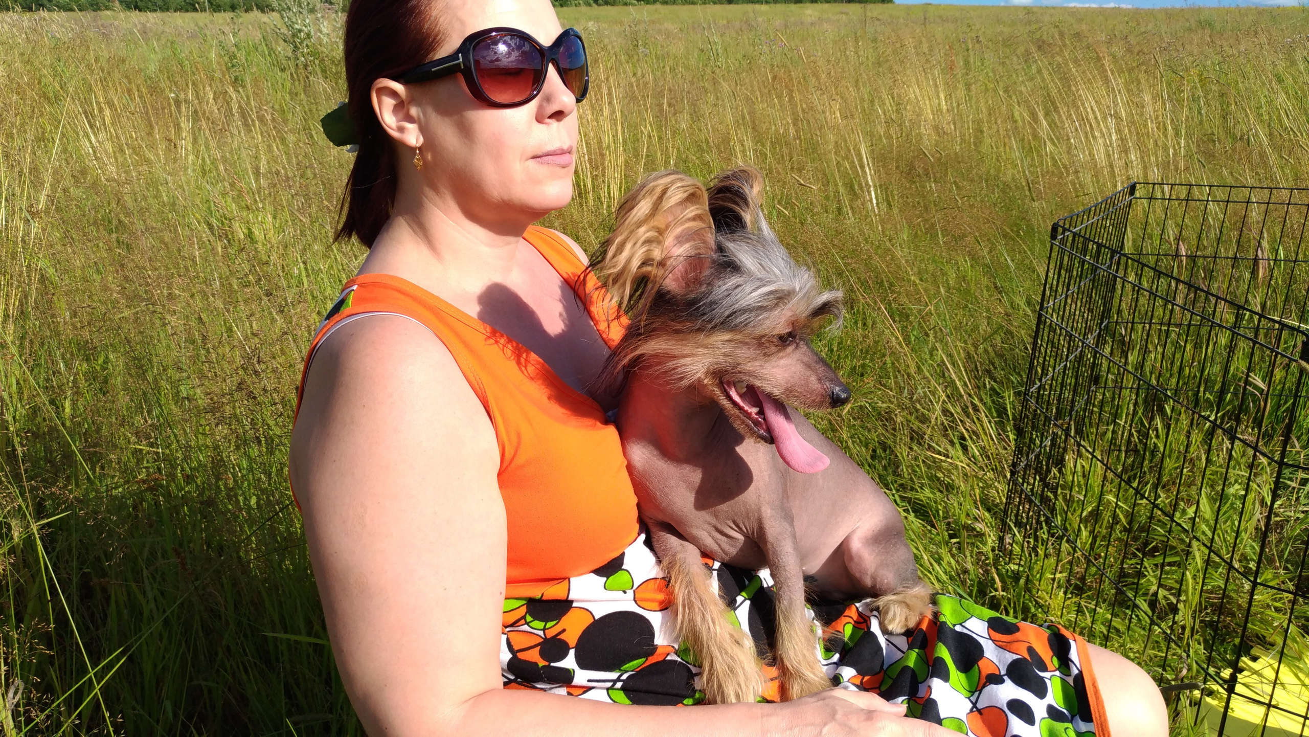 В поле под присмотром сокола. Питомник китайских хохлатых собак Poale Ell: купить щенка в питомнике