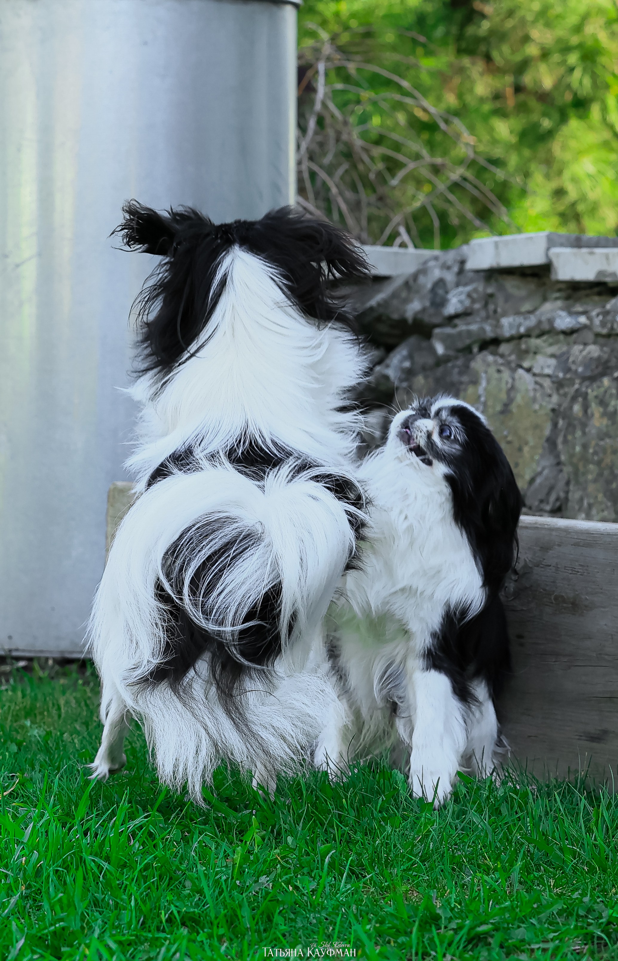 Японский хин, фотография японский хин, собака в цветах, красивая собака, фотограф анималист, фотокурс Анималистика, научиться фотографировать собак, фотограф Новосибирск