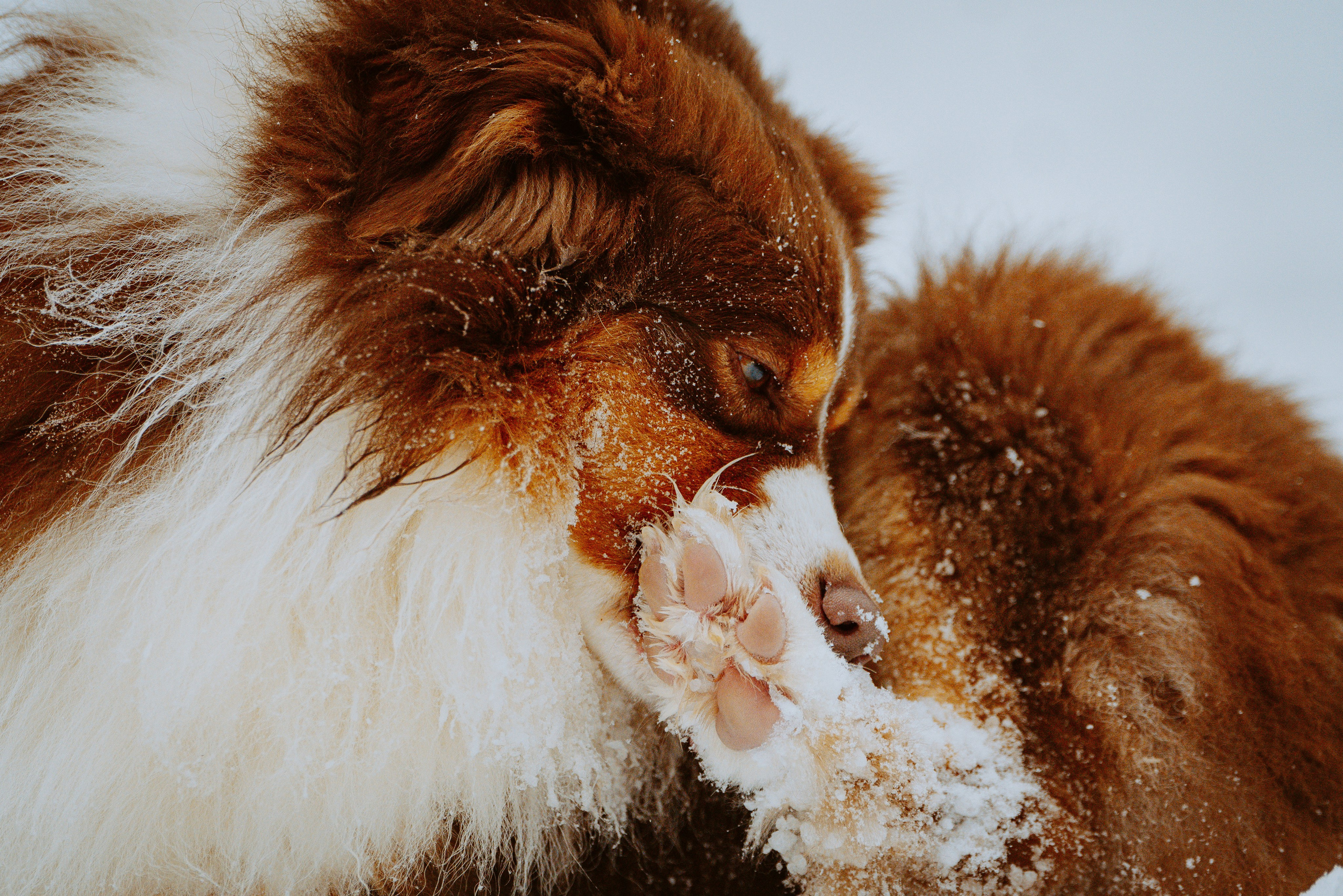 Цены за фотосессию с собакой. Фотограф анималист в Спб недорого Олеся Майорова