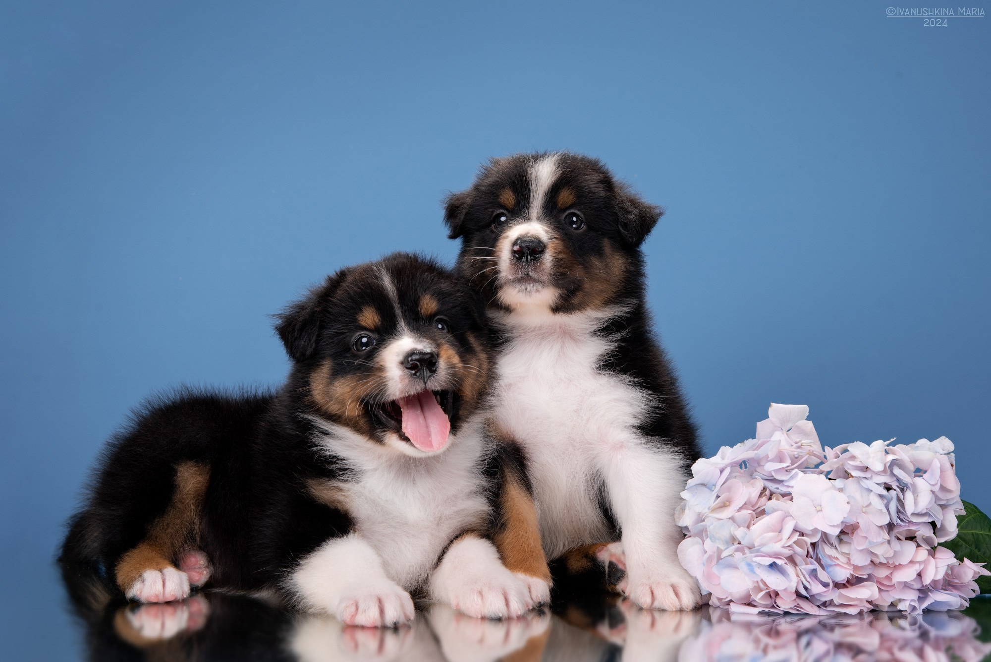 Фотосессия щенков на фонах. Фотограф собак в Москве и Московской области Иванушкина Мария