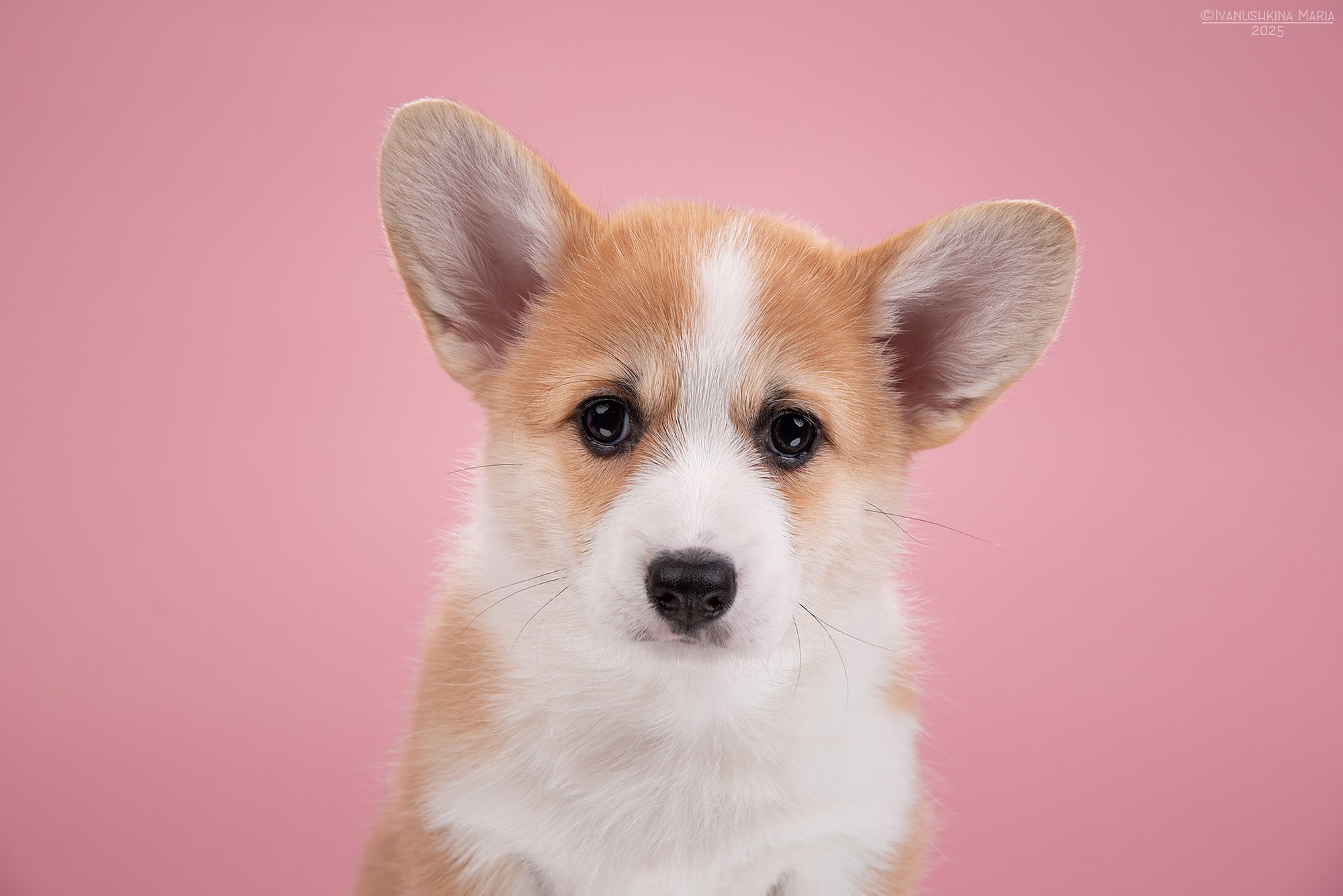 Фотосессия щенков на фонах. Фотограф собак в Москве и Московской области Иванушкина Мария