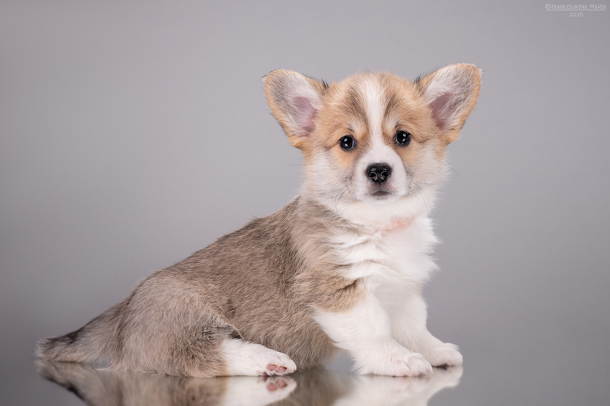 Фотосессия щенков на фонах. Фотограф собак в Москве и Московской области Иванушкина Мария