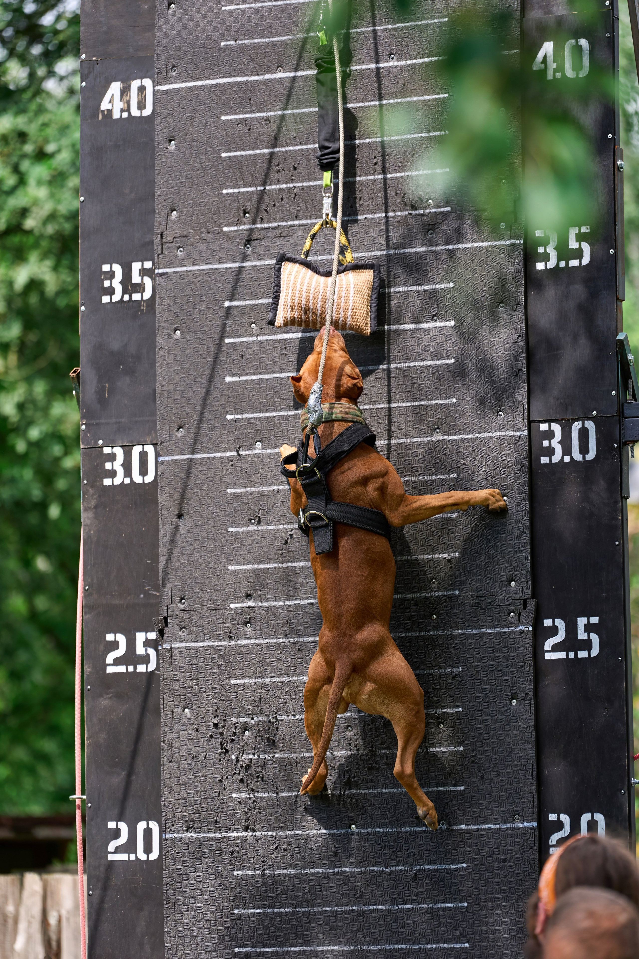 Jump'n'Gym JUMP! — 2024. Фотограф-анималист Михаил Манухин