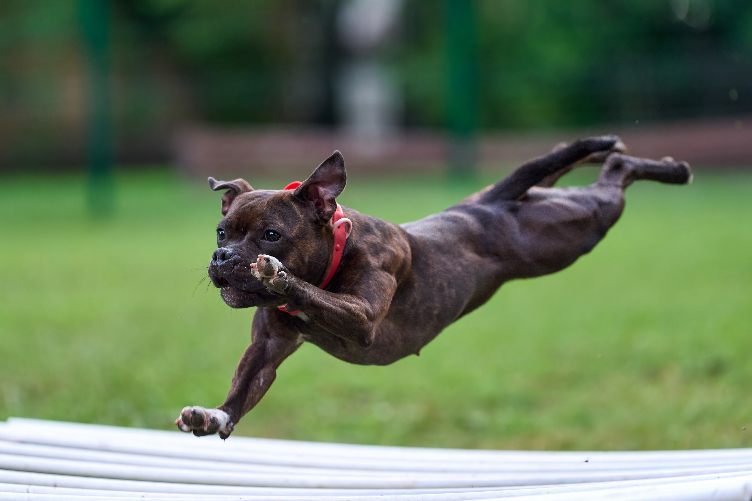 Jump'n'Gym JUMP! — 2024. Фотограф-анималист Михаил Манухин