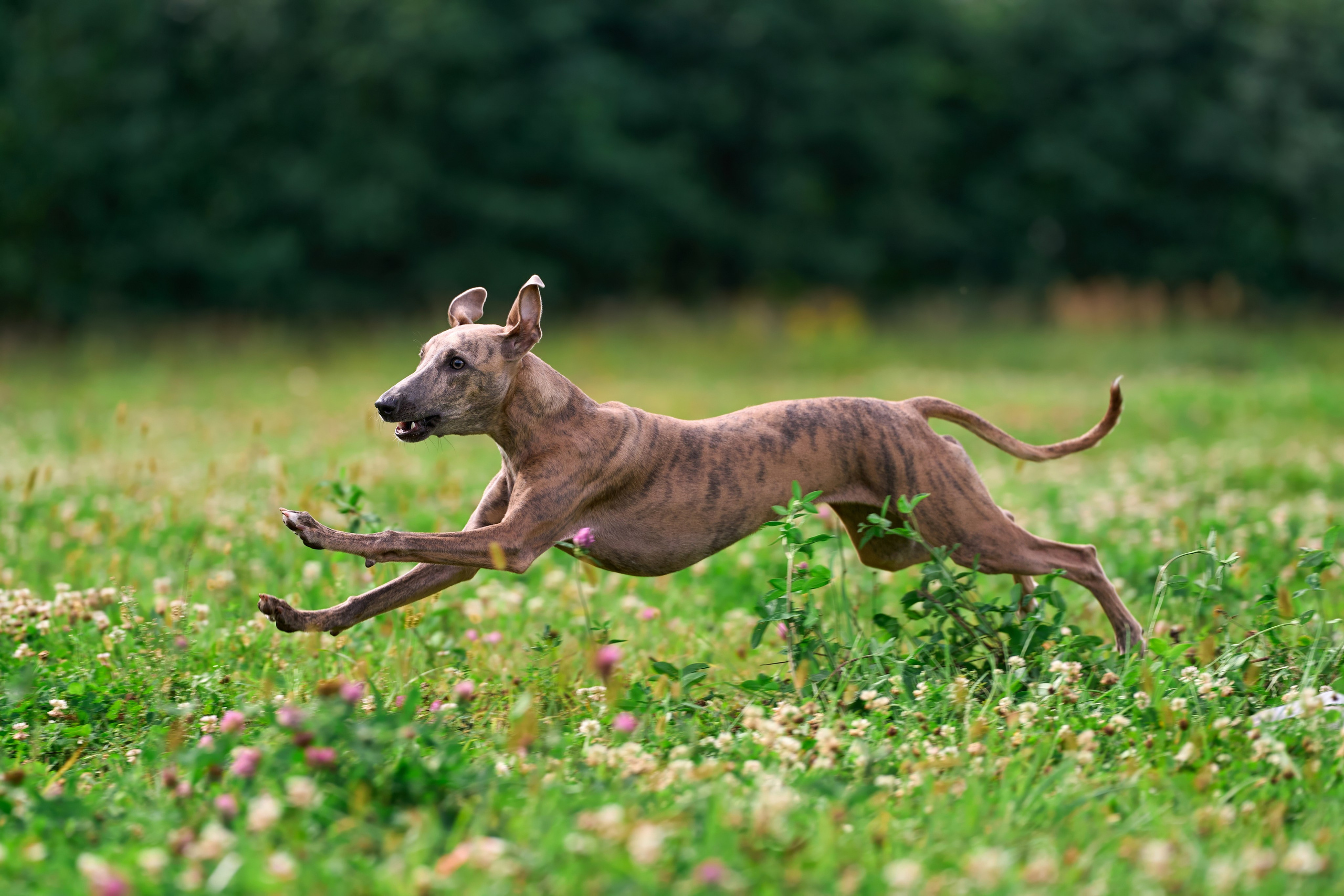 Тренировка в Донино. Фотограф-анималист Михаил Манухин