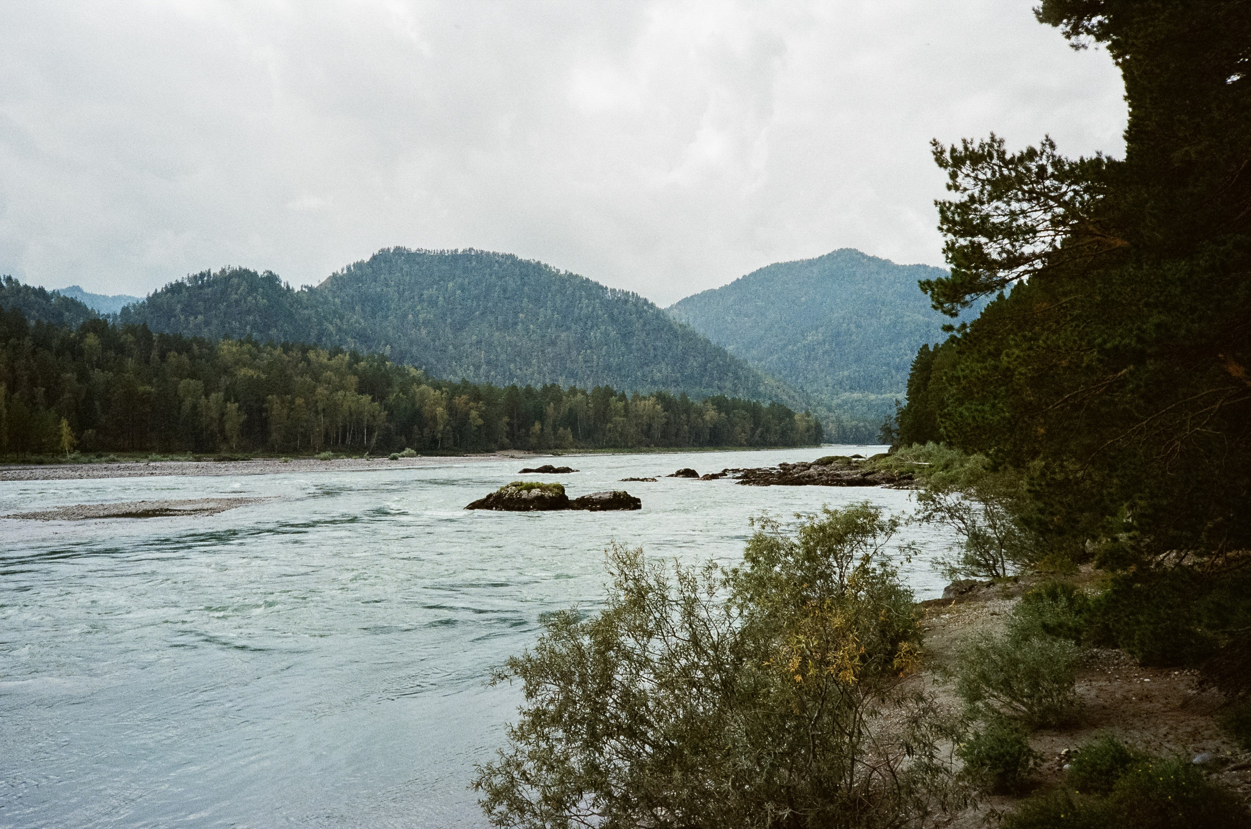 Катунь и сосны на базе Беррель. Ботанический сад. Фотограф-документалист Мария Осокина