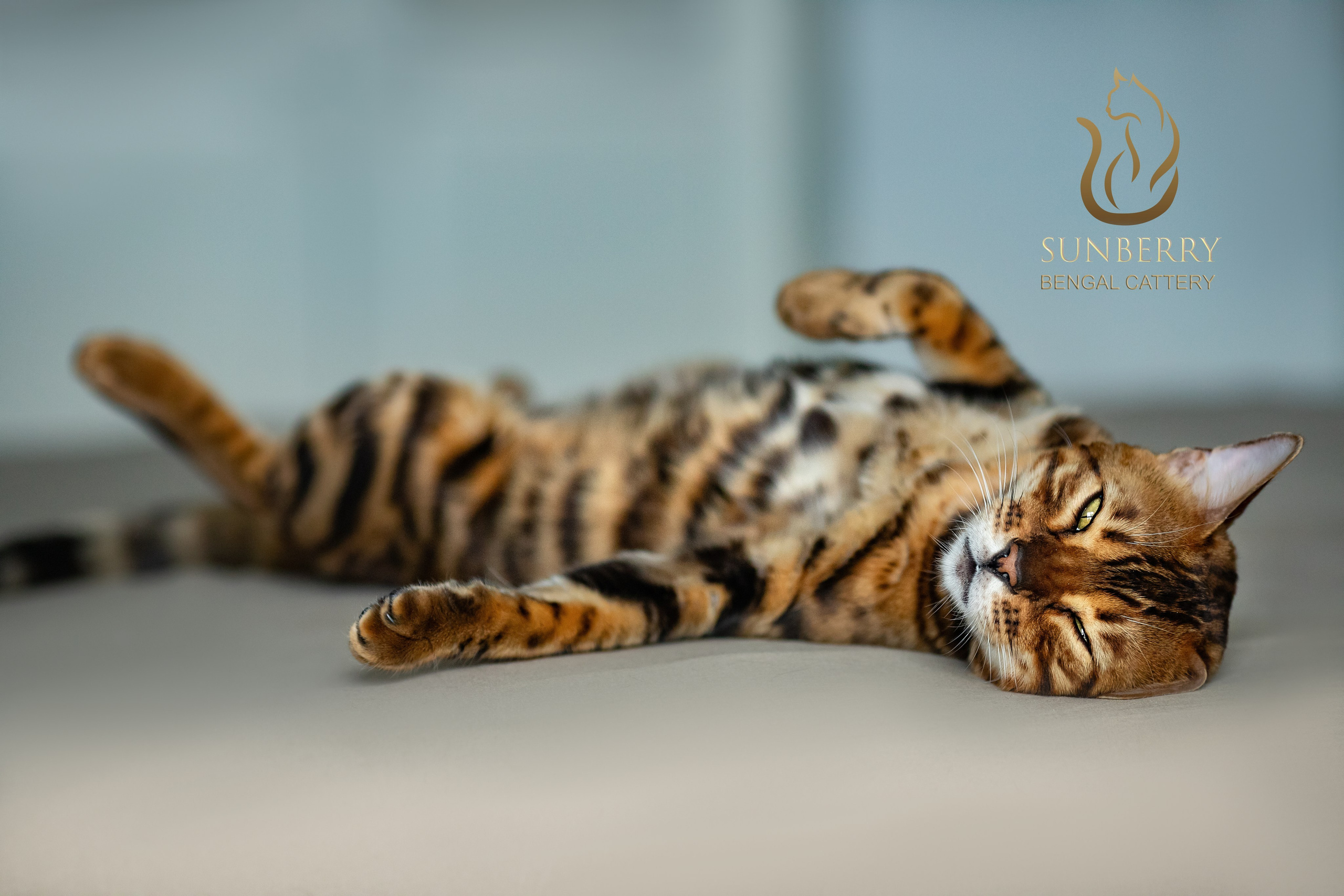 Питомник бенгальских кошек Минск | WCF Sunberry Bengal Cattery. Арт фотограф в Минске Анастасия Корбут