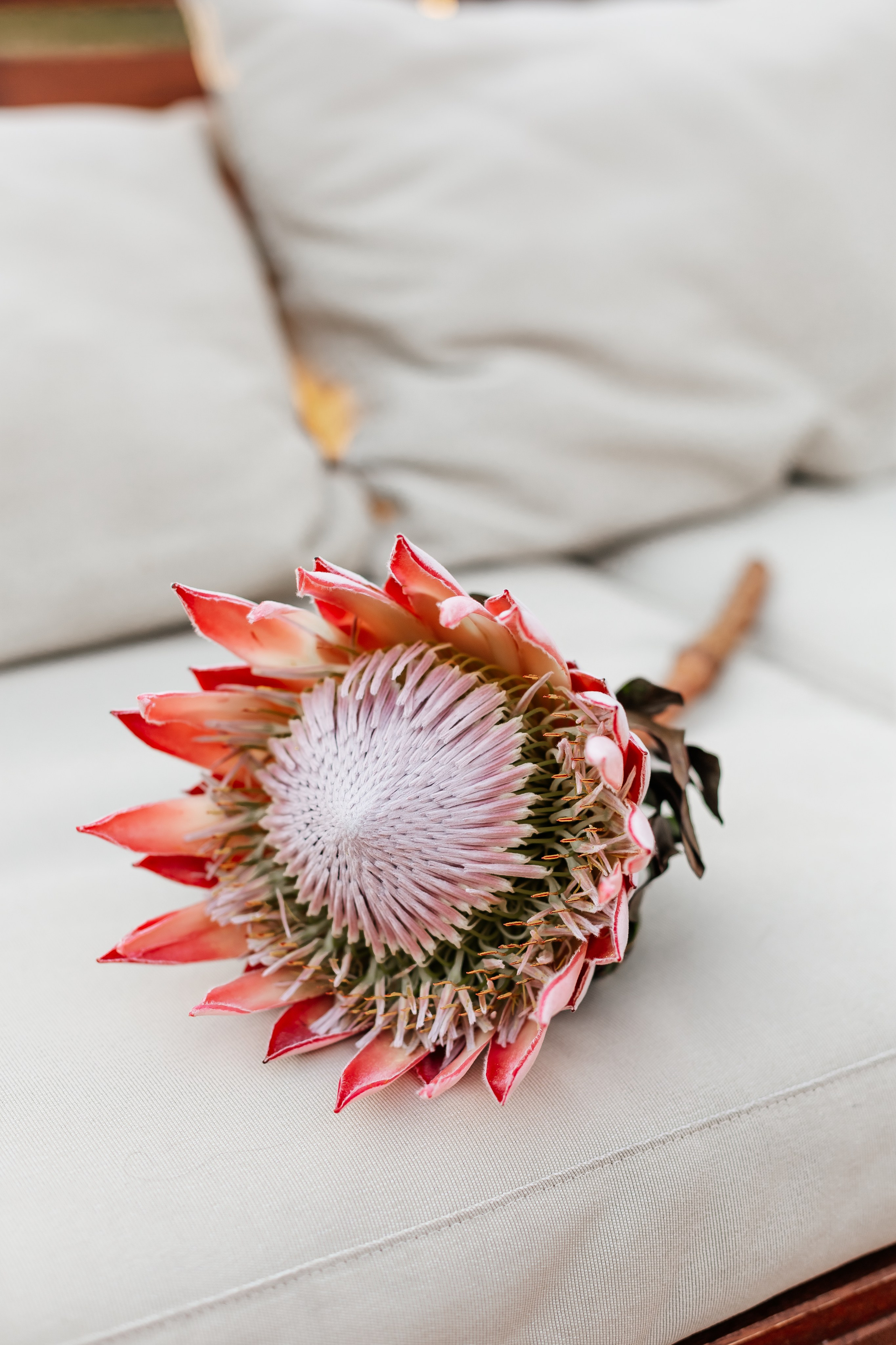 Портфолио animal. Фотограф — анималист Маргарита Хелбен Краснодар