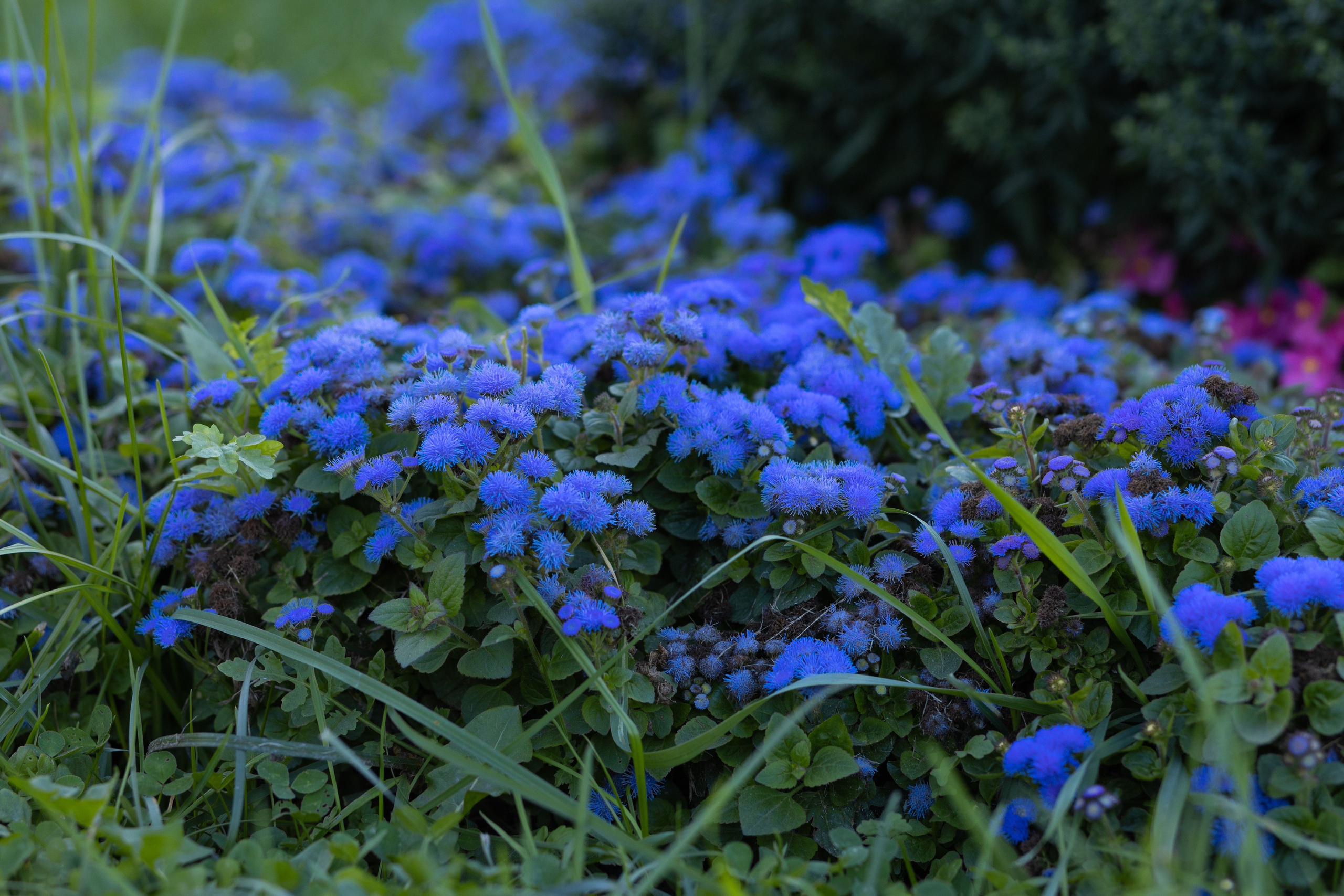 ФОТОСЕССИЯ В ПЕТЕРГОФЕ. ГДЕ СНИМАТЬ В ПЕТЕРГОФЕ